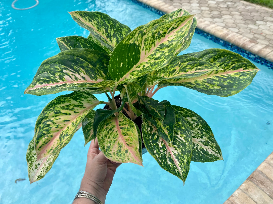 aglaonema bicolor Aglaonema Two-Tone, 6" pot