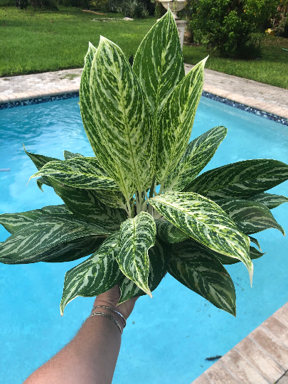 Aglaonema Golden Madonna, 6" pot