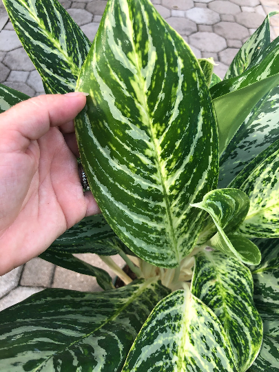 Aglaonema Golden Madonna, 6" pot