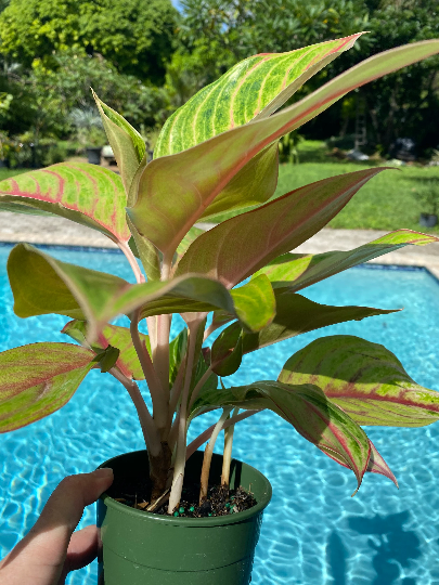 Aglaonema Golden Papaya, 5" pot