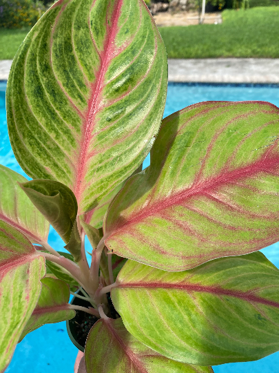 Aglaonema Golden Papaya, 5" pot