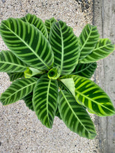 Load image into Gallery viewer, Calathea Zebrina, 8” pot