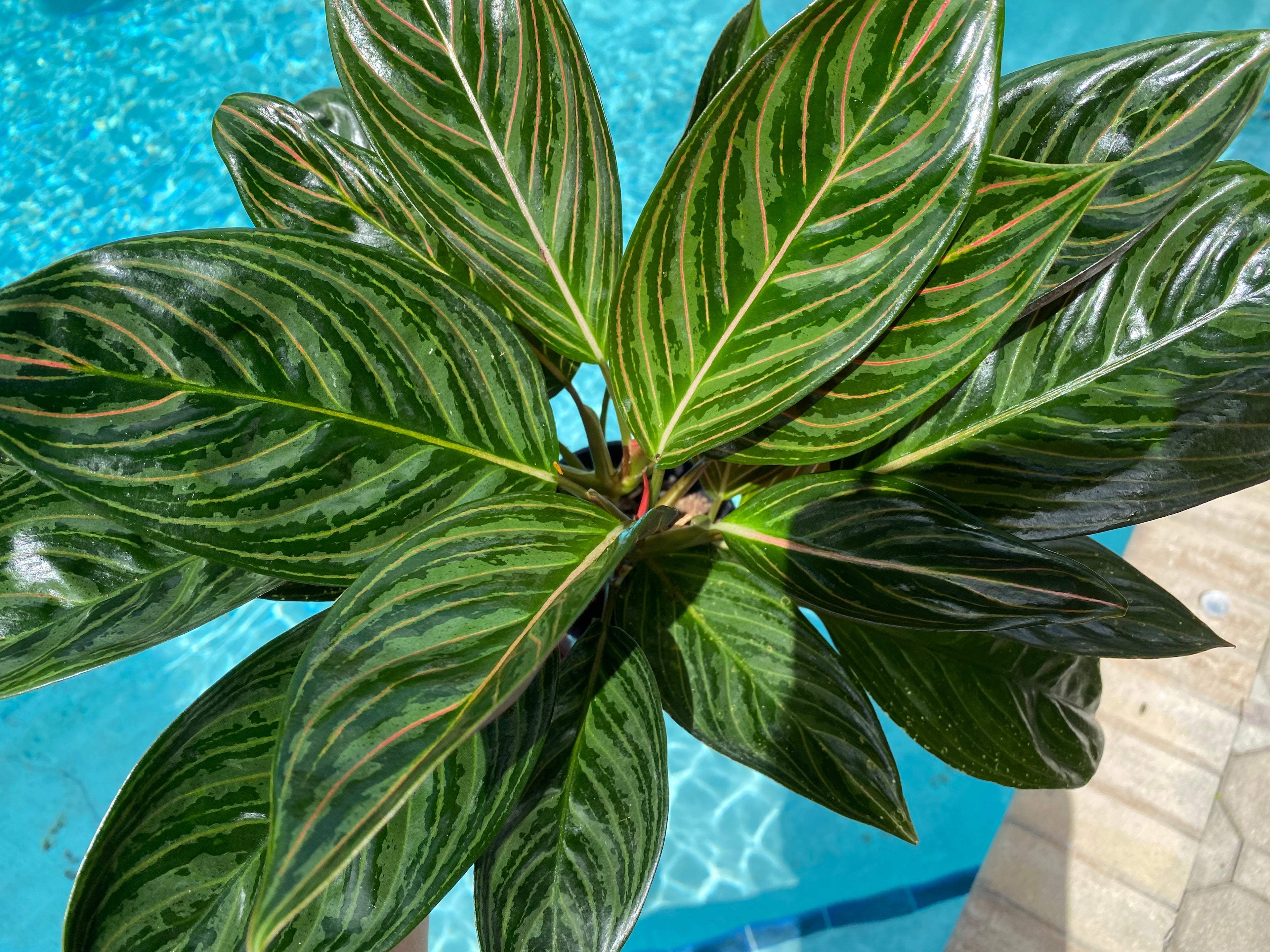 Aglaonema Chocolate, 5” pot