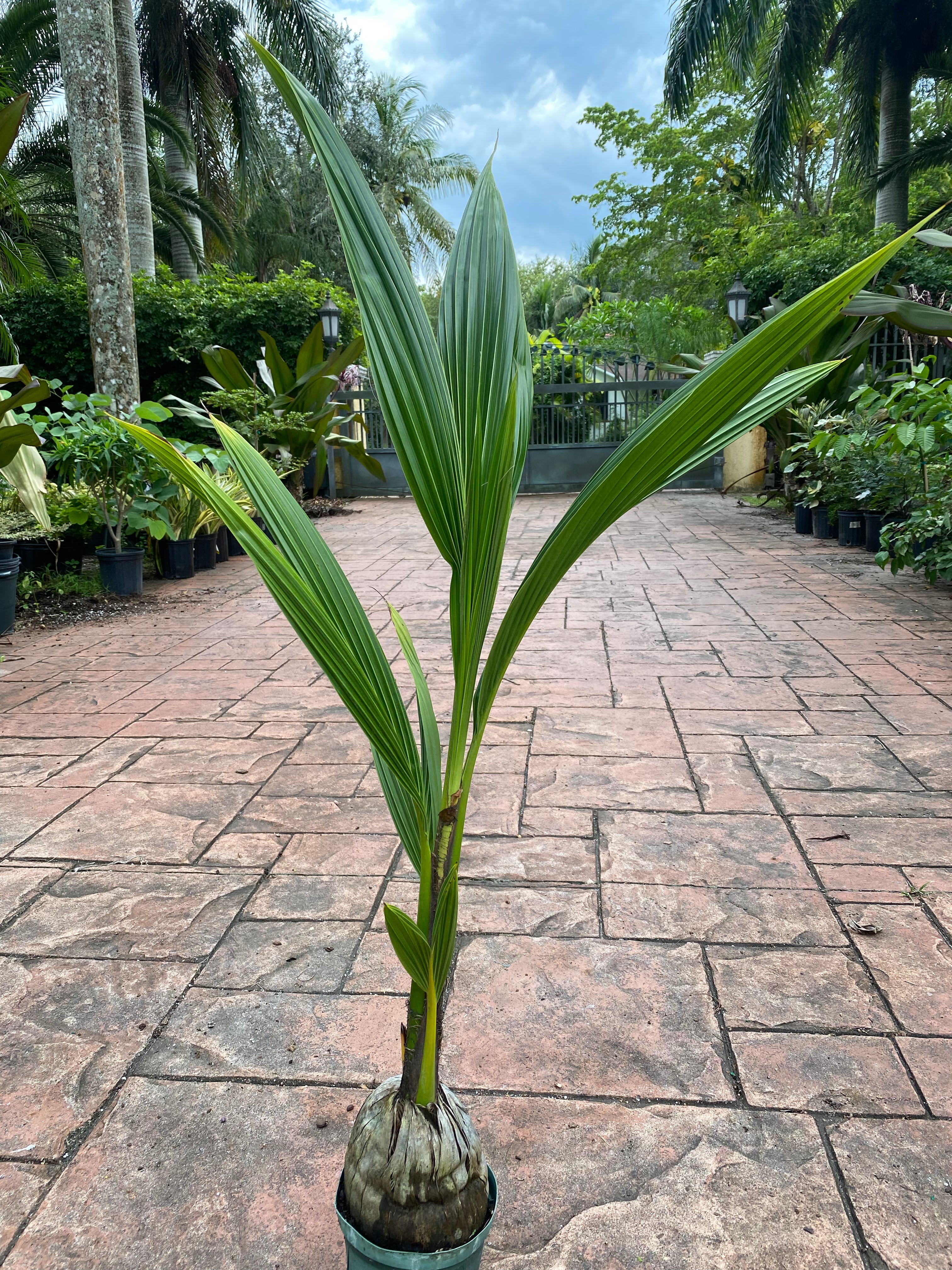 Malayan Coconut palm, 6" pot