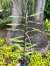 Load image into Gallery viewer, Arachnis Maggie Oei, 4” pot