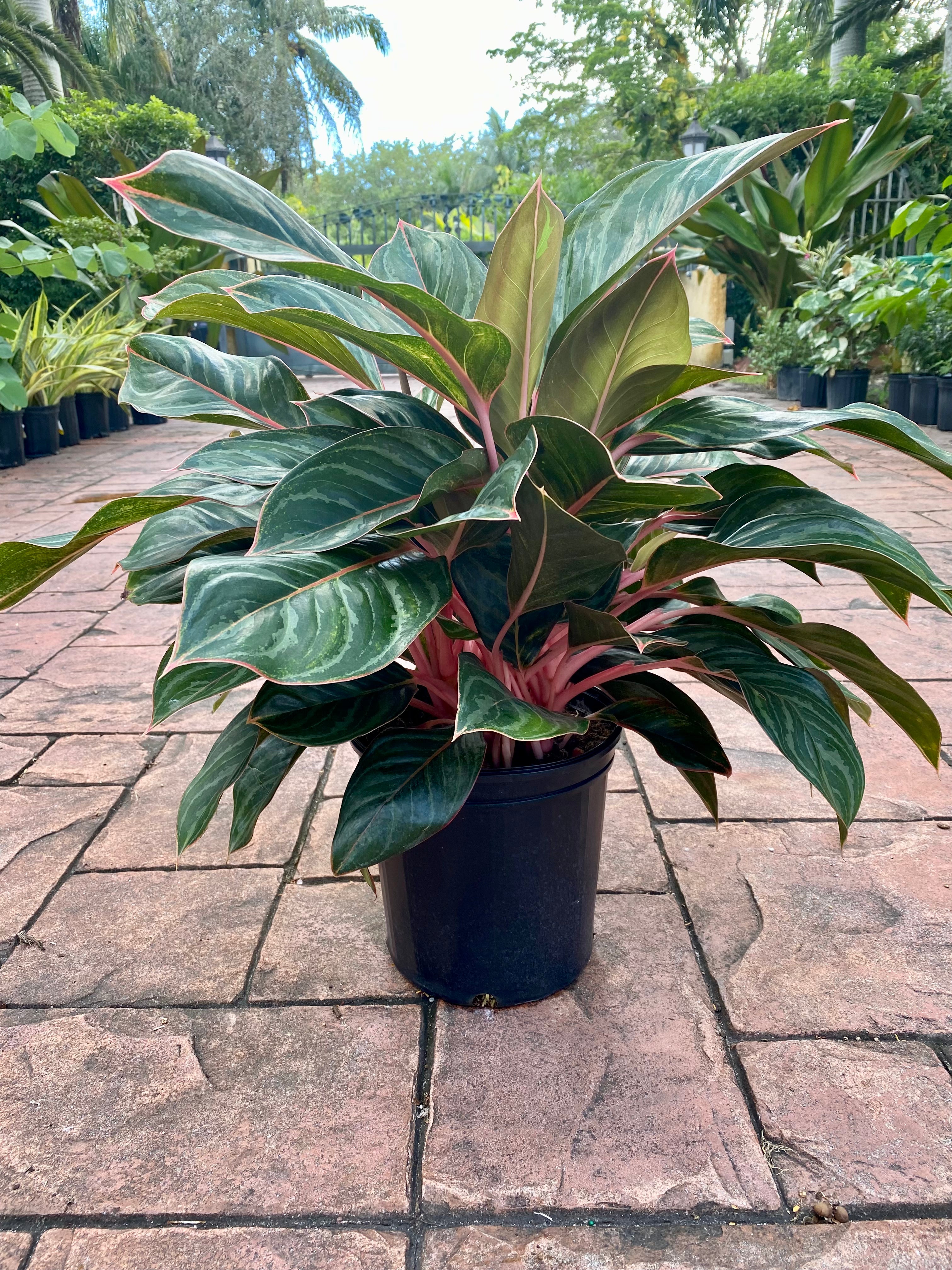 Aglaonema Princess Silver Queen, 10" pot