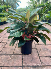 Load image into Gallery viewer, Aglaonema Princess Silver Queen, 10" pot
