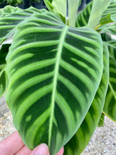 Load image into Gallery viewer, Calathea Zebrina, 8” pot