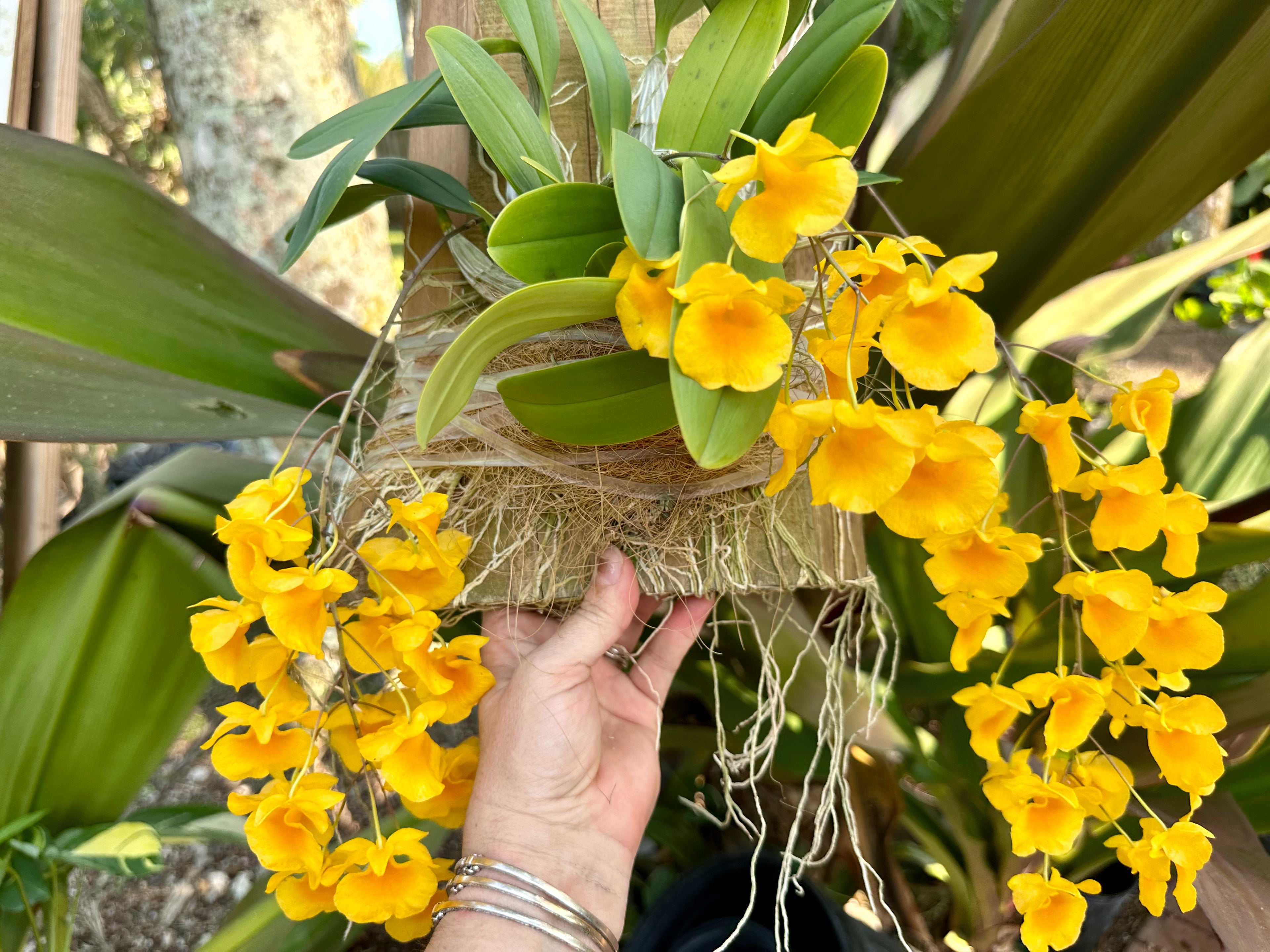 Dendrobium aggregatum on board