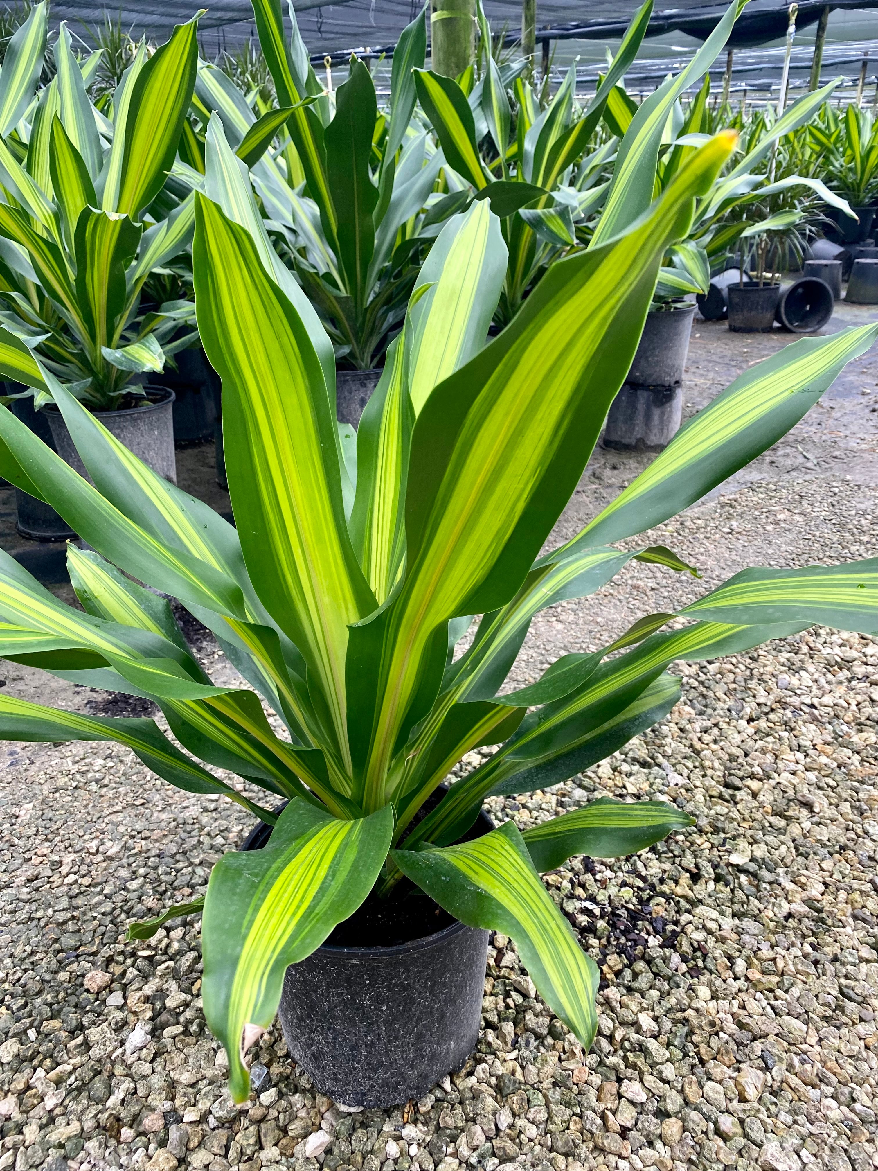 dracaena golden heart propagation Dracaena Giganta, 10” pot – Green Millennium