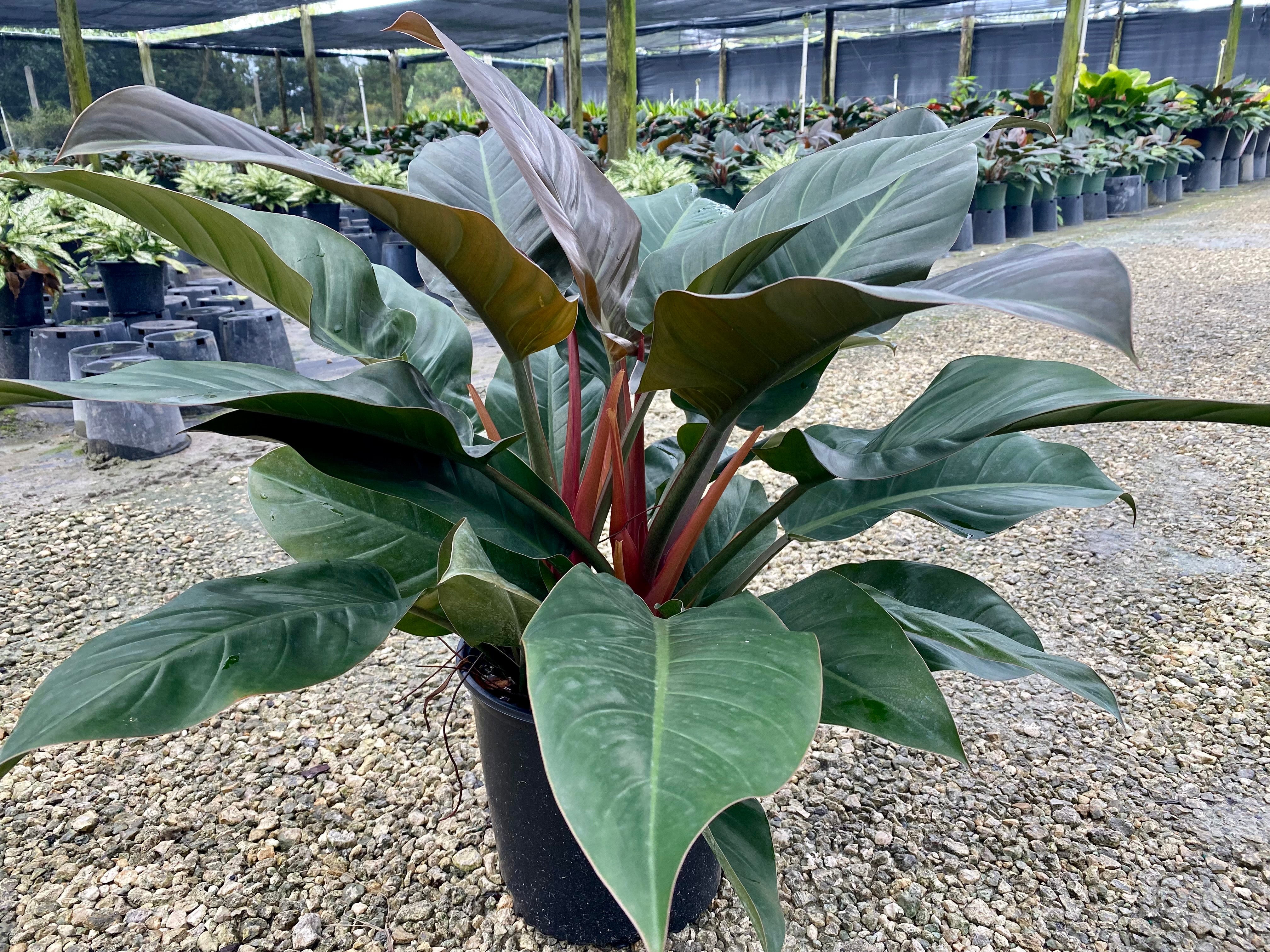 Philodendron Imperial Red