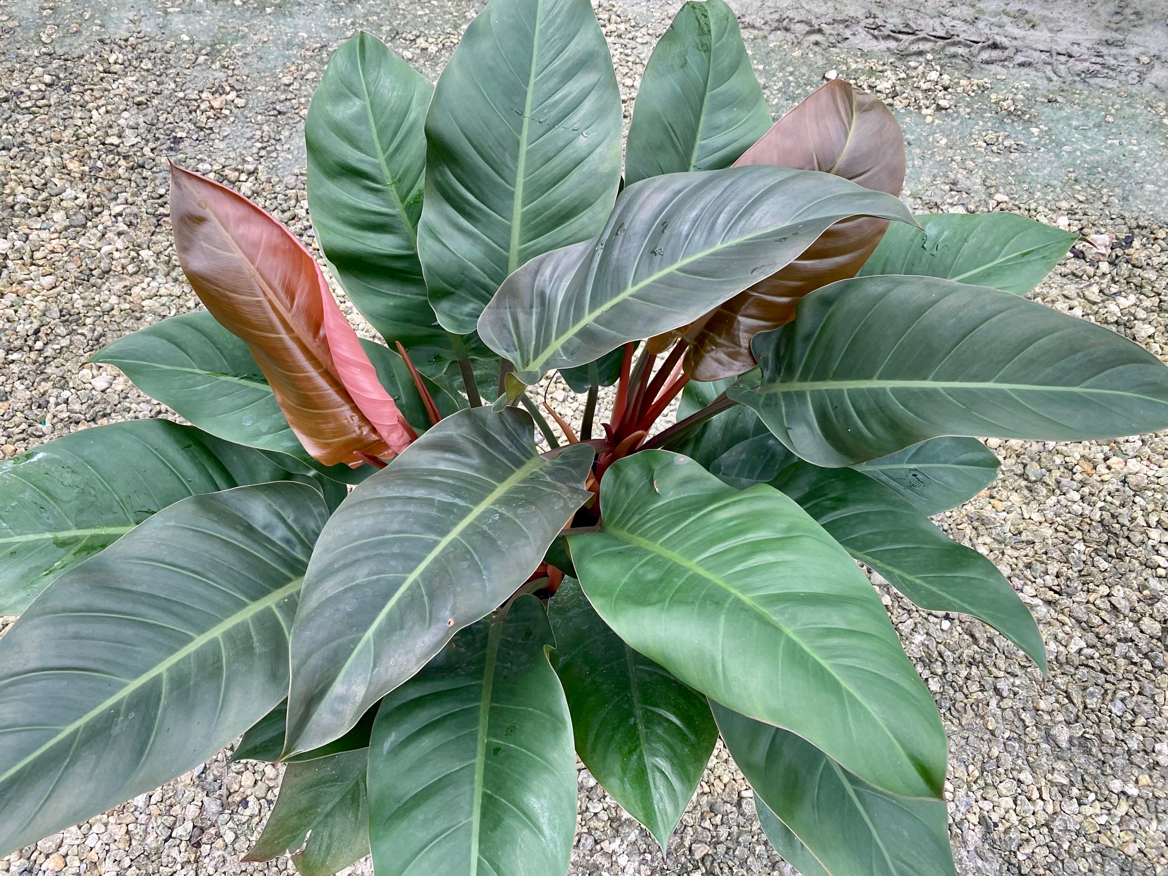 Philodendron Imperial Red, 10” pot