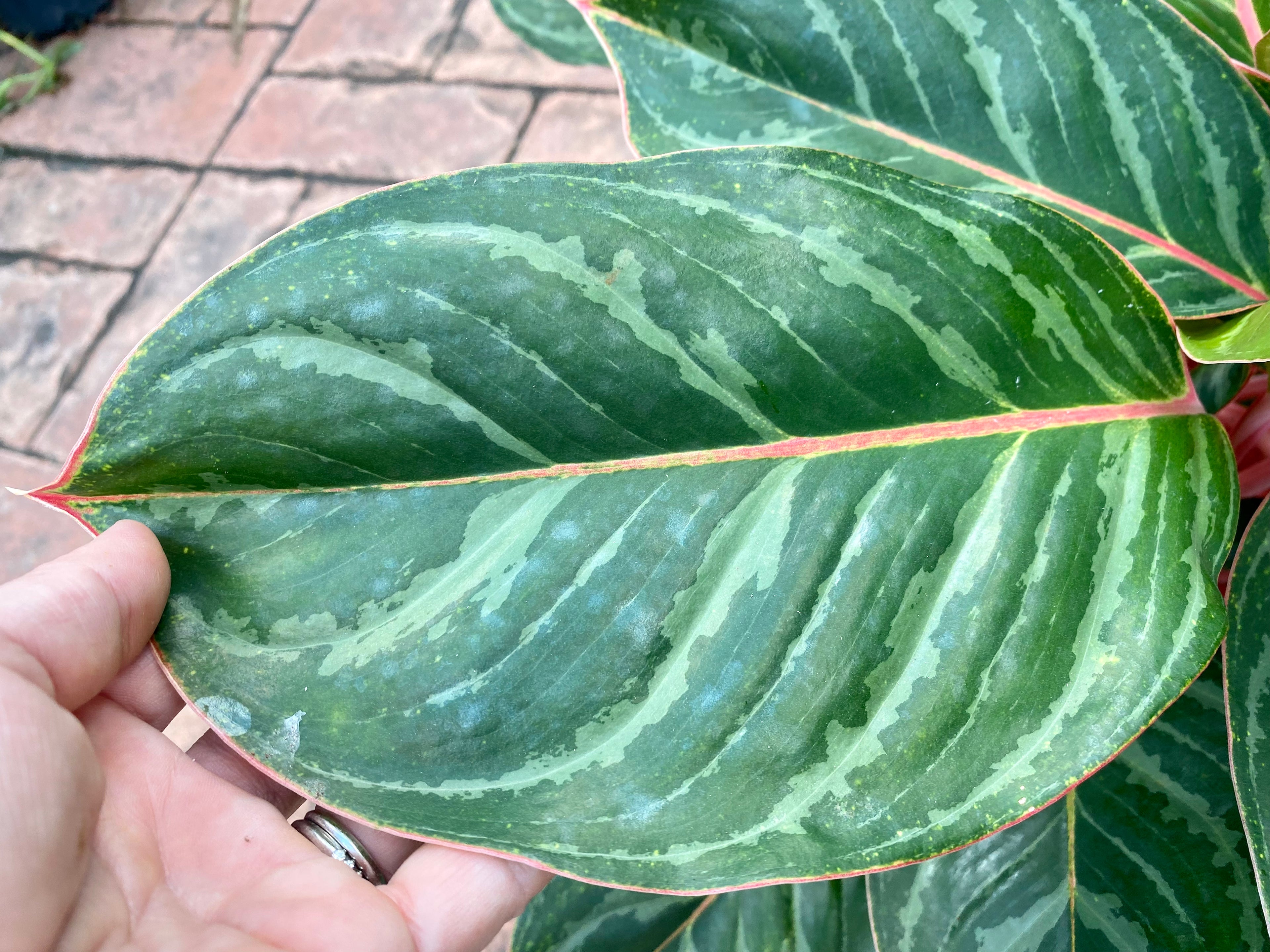 Aglaonema Princess Silver Queen, 10" pot