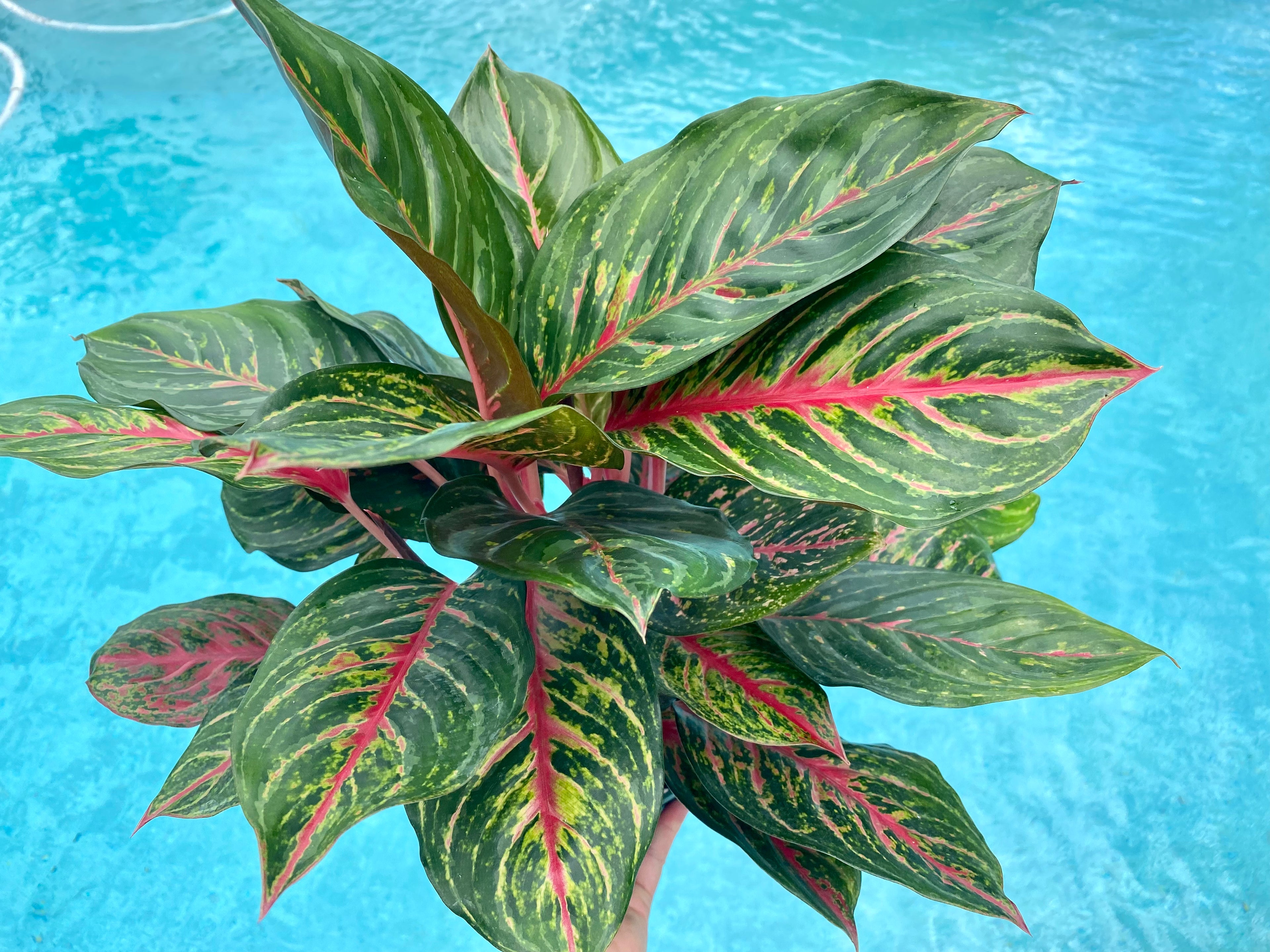 Aglaonema Rubi, 6" pot