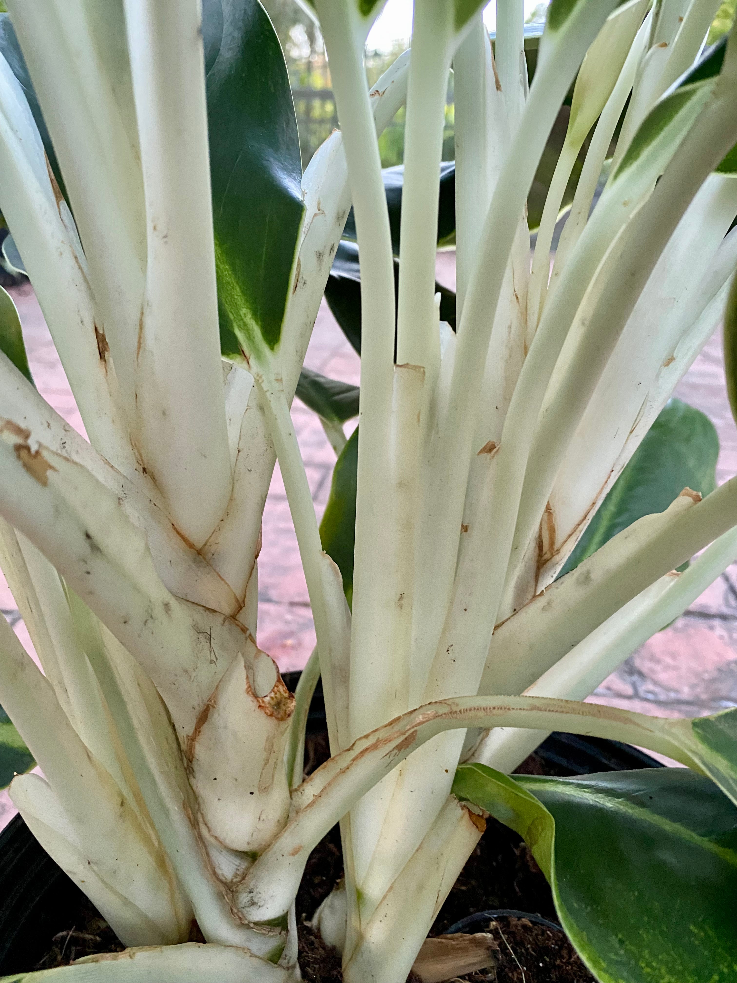 Aglaonema White Edge, 10" pot