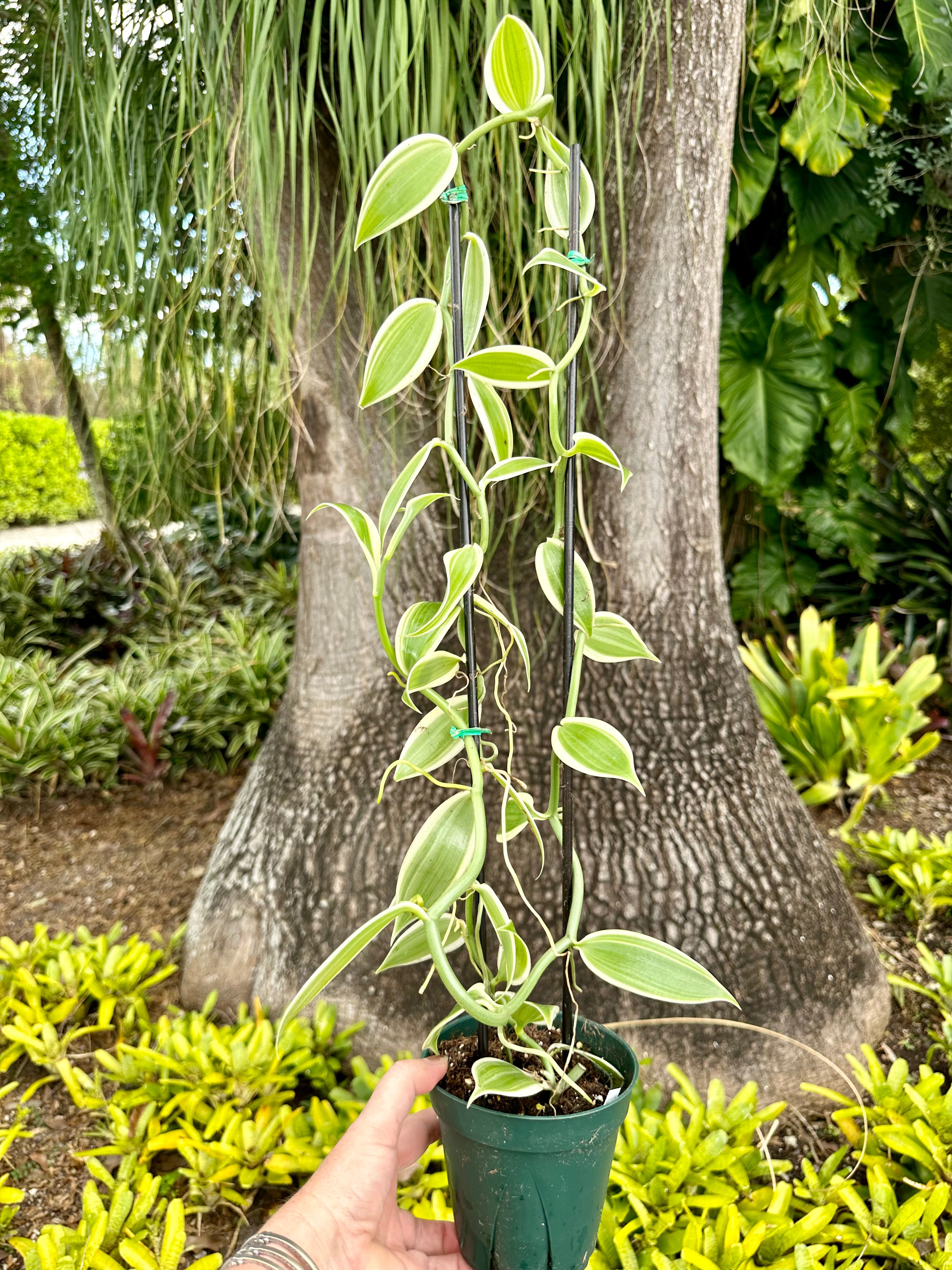 Albo-Variegated Vanilla, 4” pot