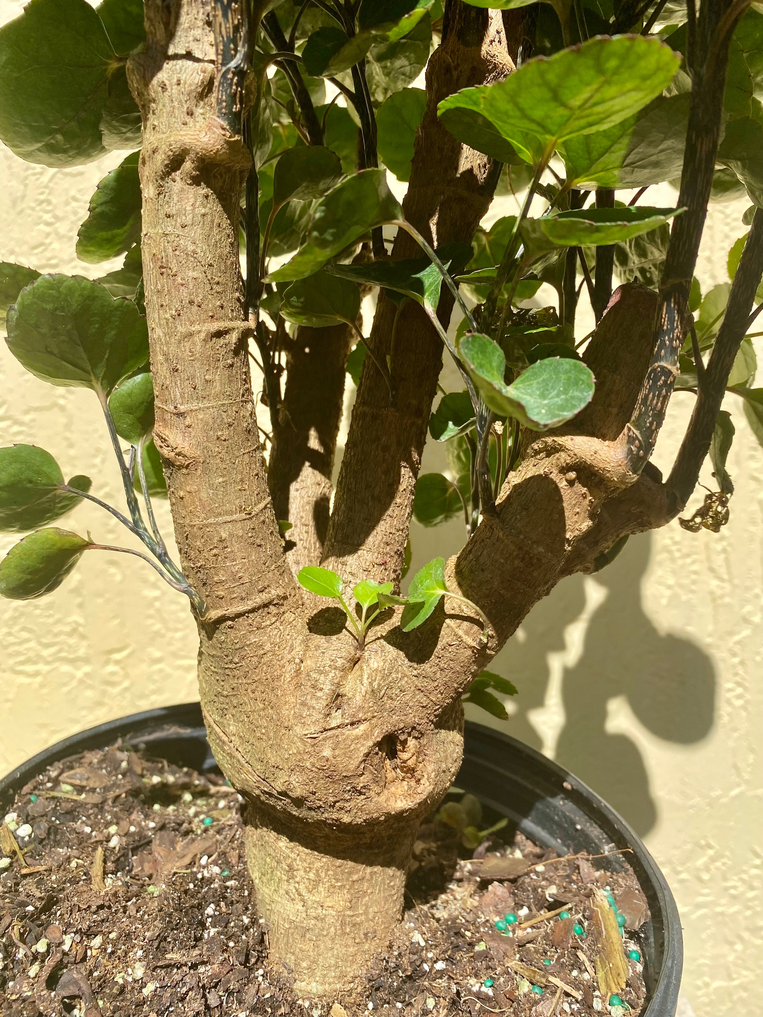 Aralia Fabian, 8” pot