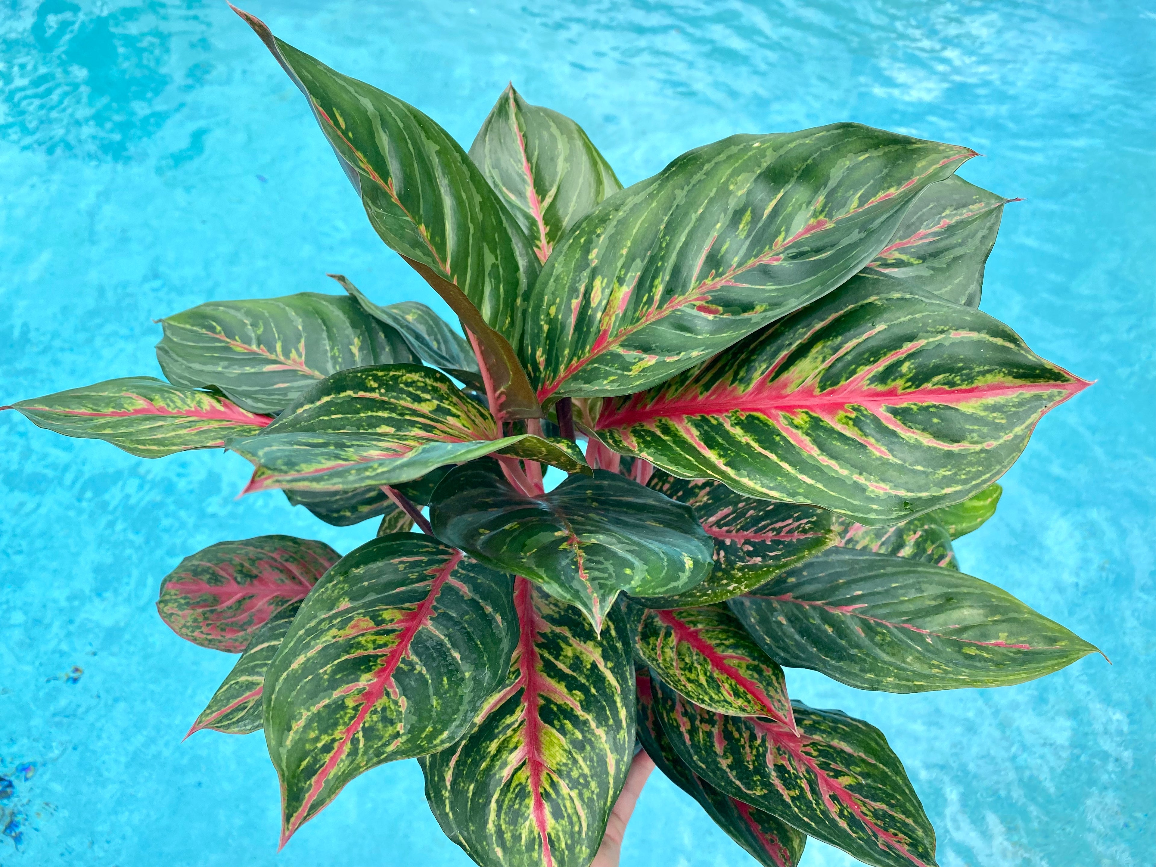 Aglaonema Rubi, 6" pot