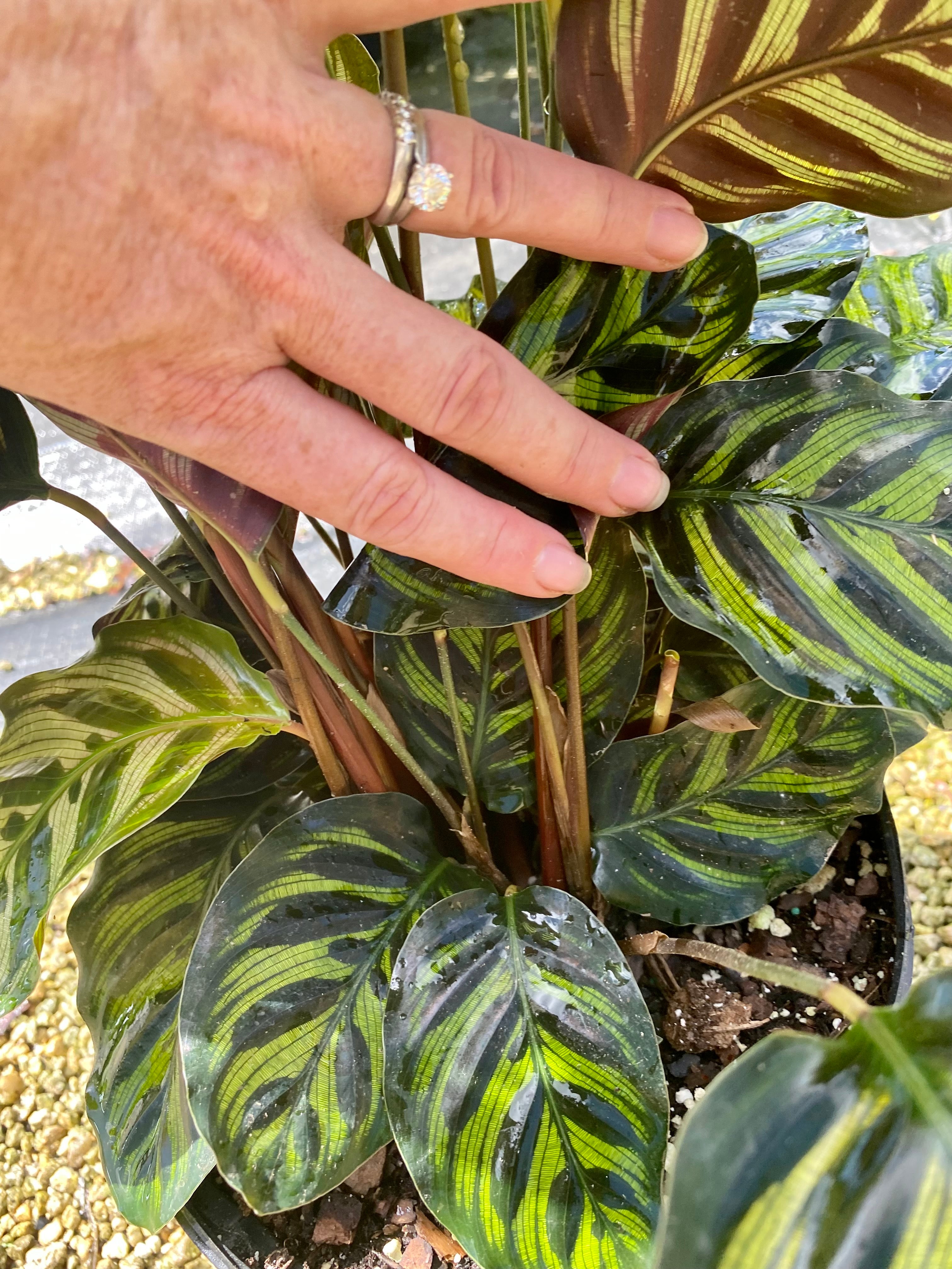 Calathea Makyoana, 8” pot