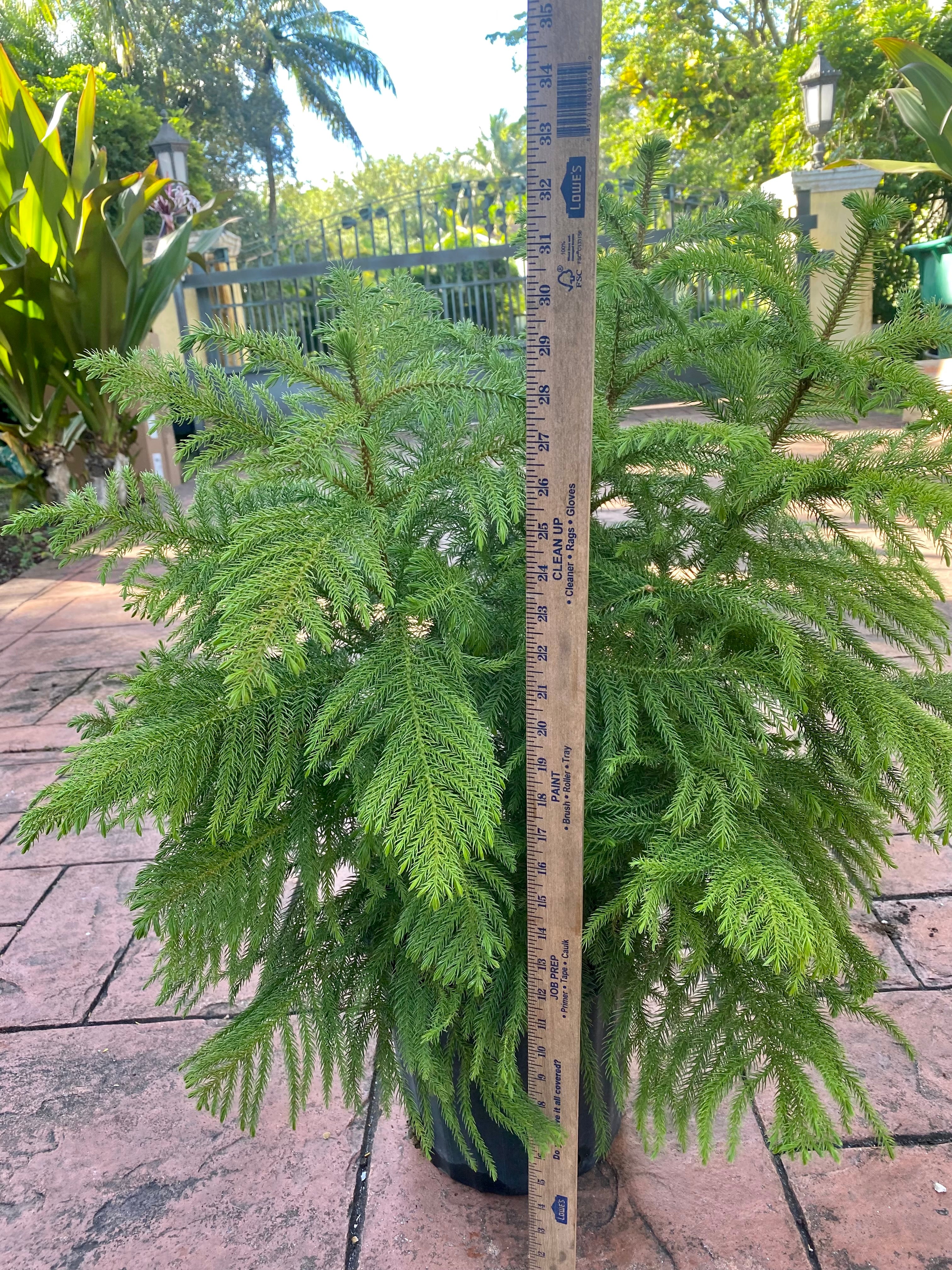 Norfolk Island pine, 10” pot