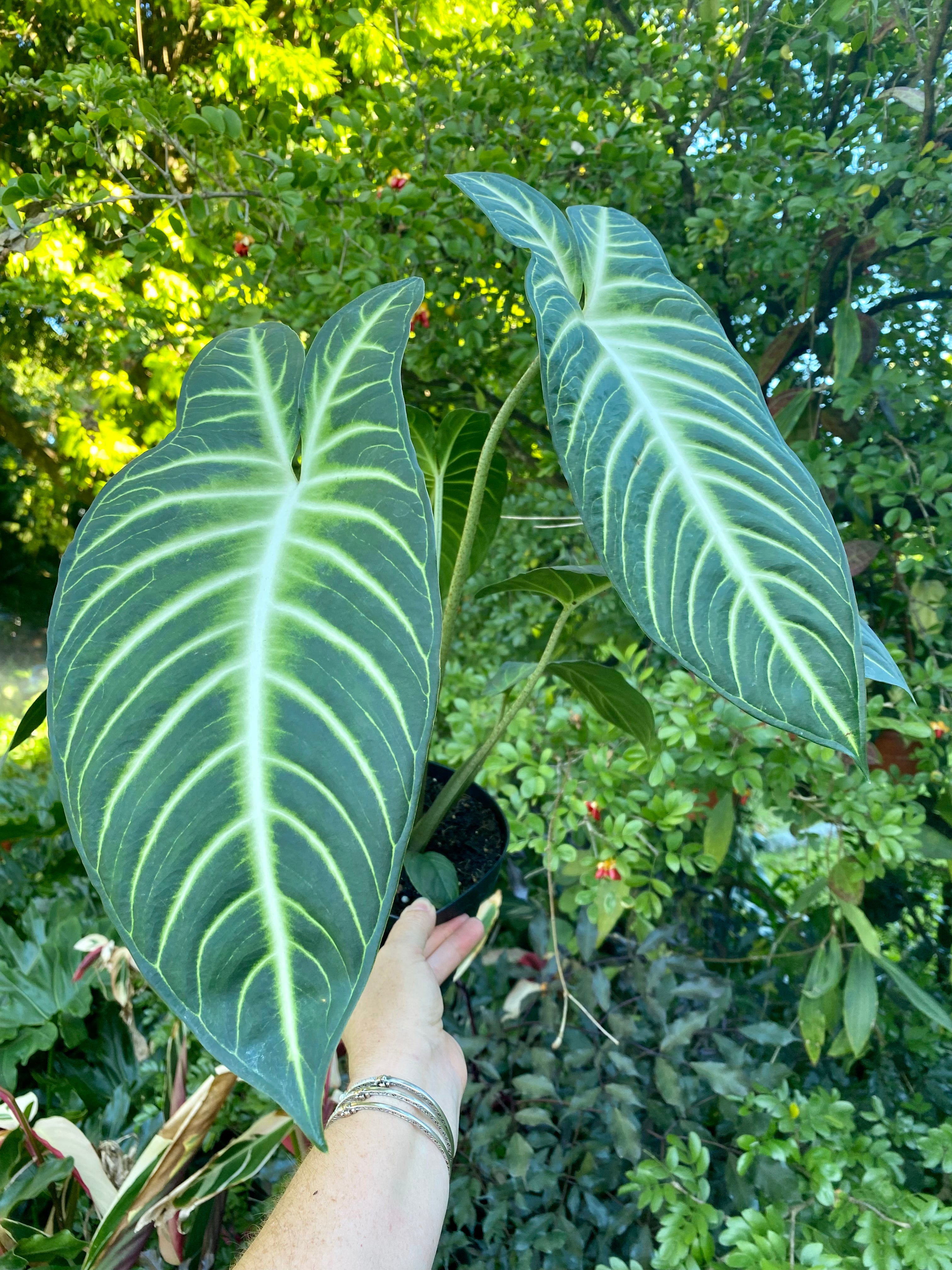 Xanthosoma Lindenii, Caladium Lindenii, 6” pot