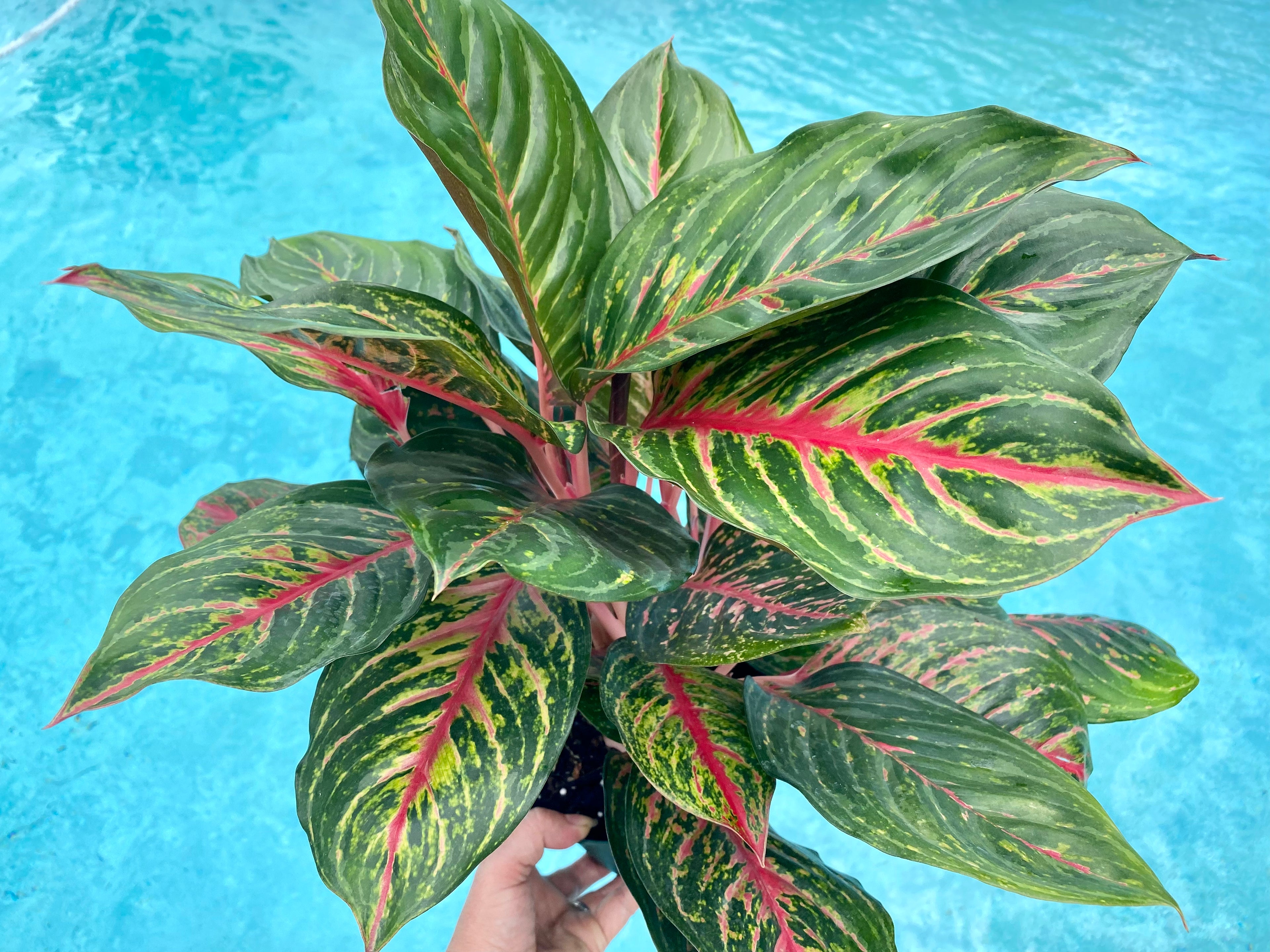 Aglaonema Rubi, 6" pot