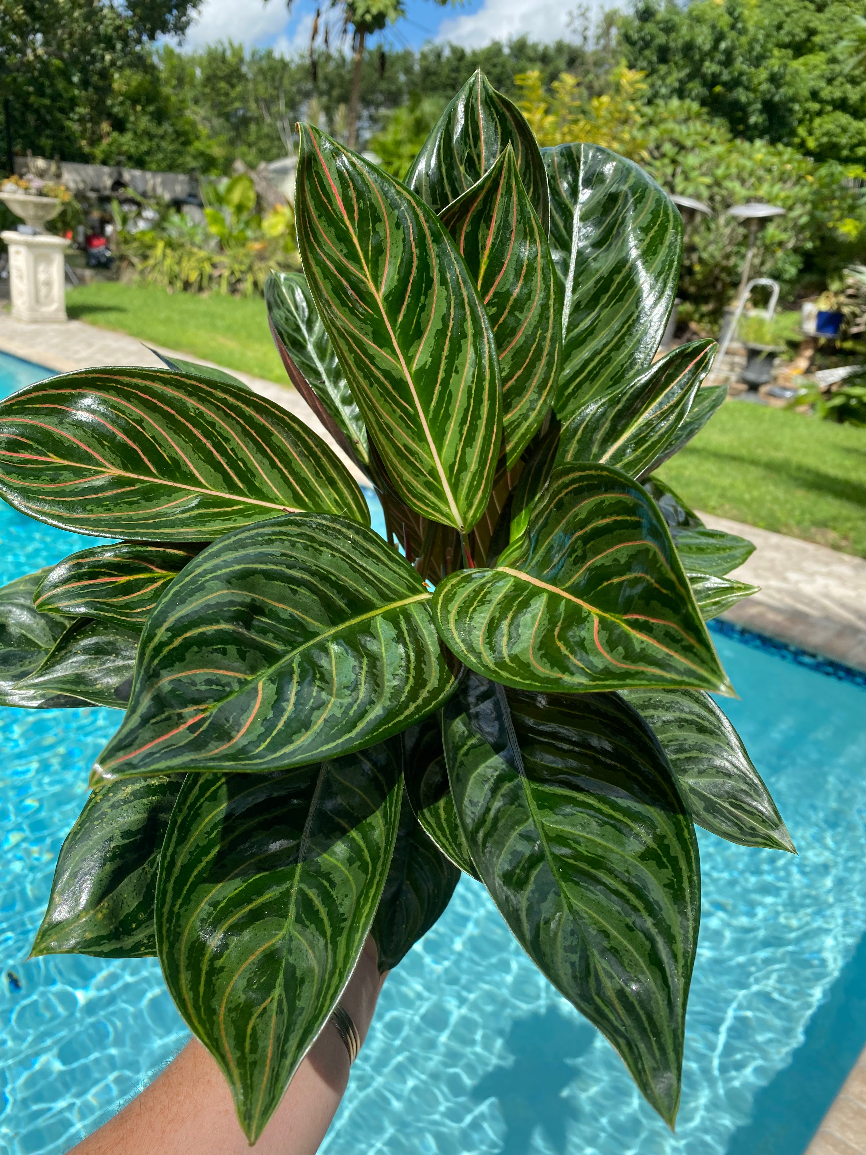chocolate aglaonema Aglaonema Chocolate, 5” pot