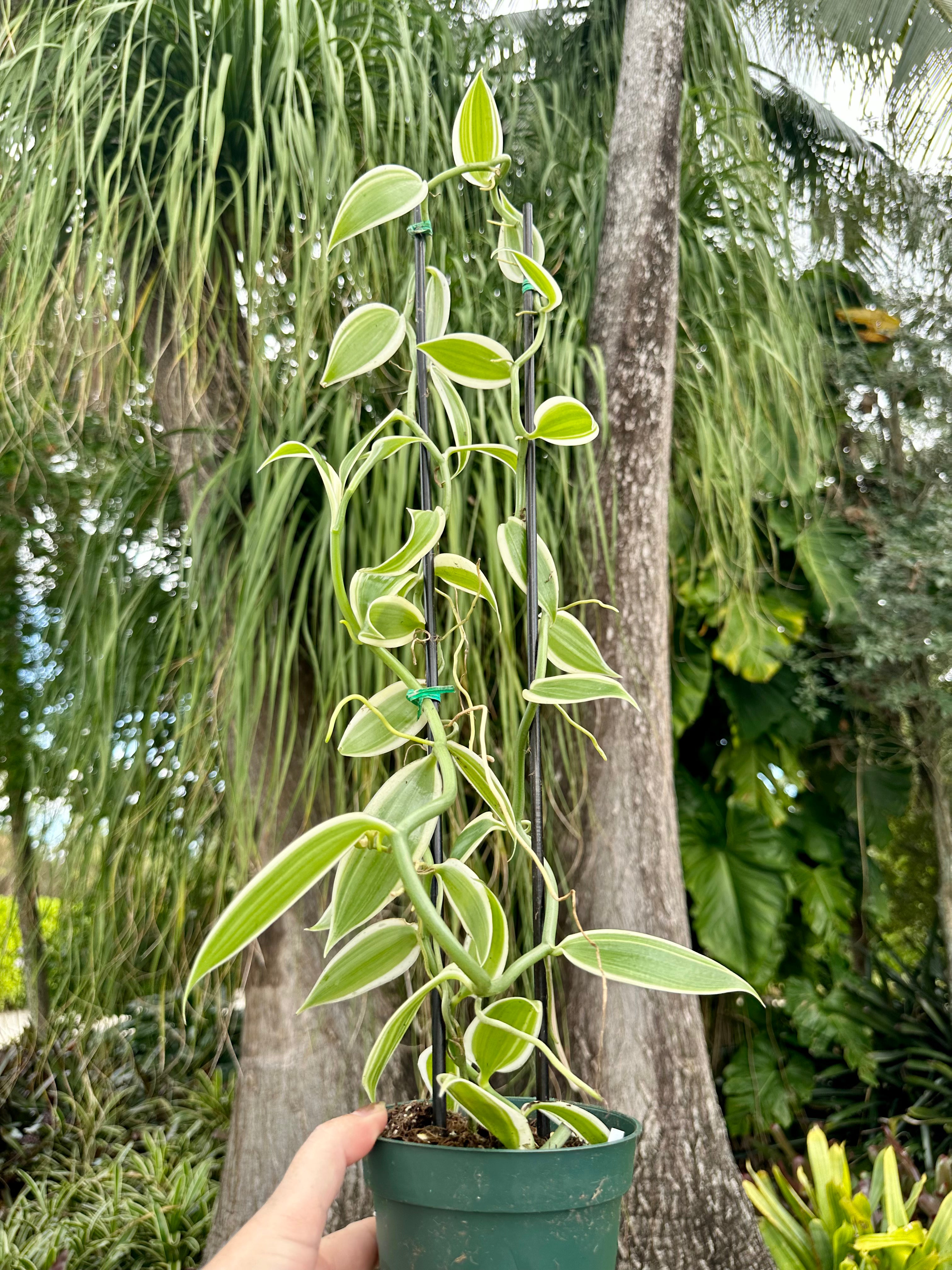 Albo-Variegated Vanilla, 4” pot – Green Millennium