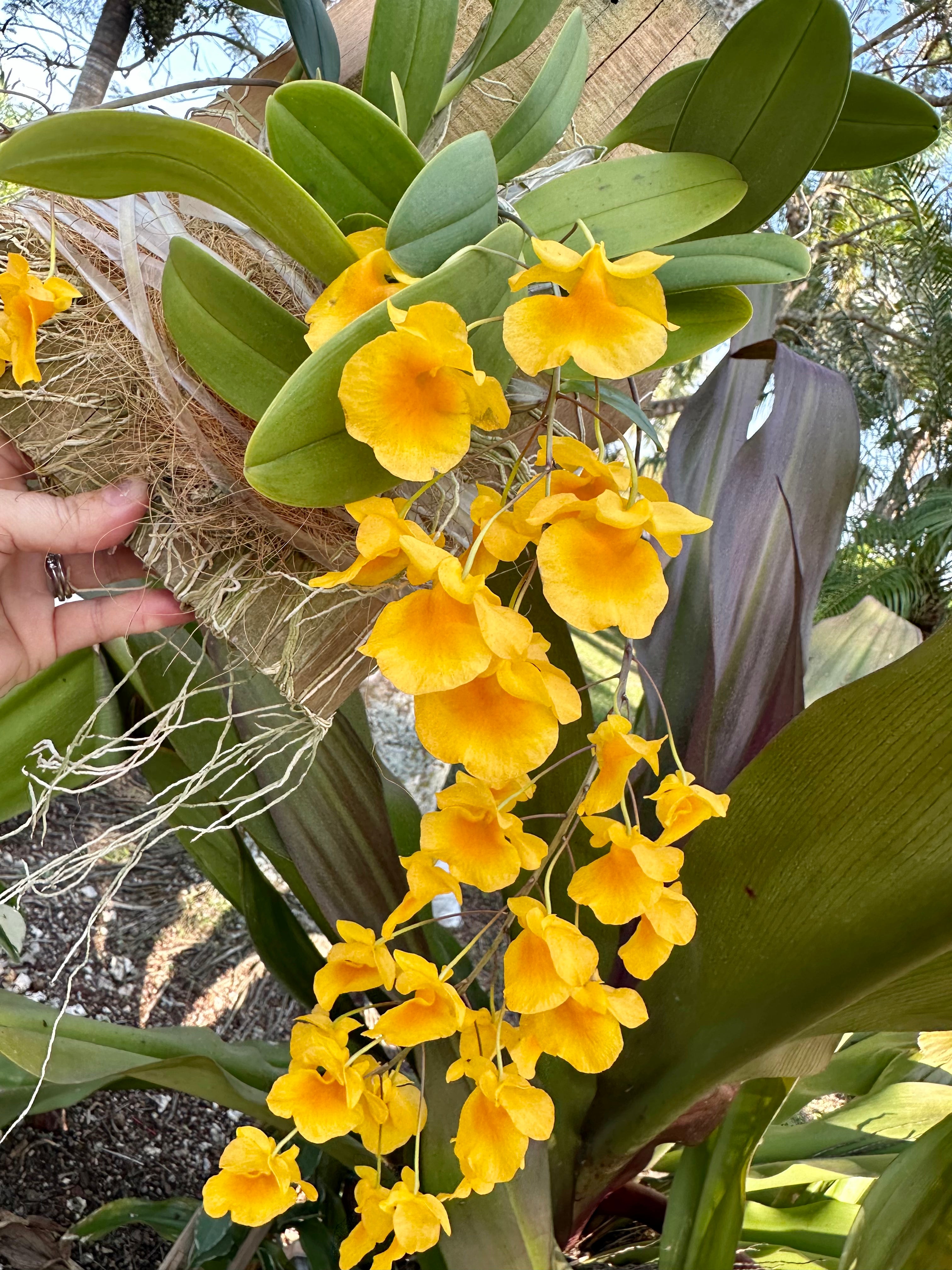 Dendrobium aggregatum on board