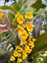 Load image into Gallery viewer, Dendrobium aggregatum on board