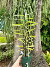 Load image into Gallery viewer, Arachnis Maggie Oei, 4” pot