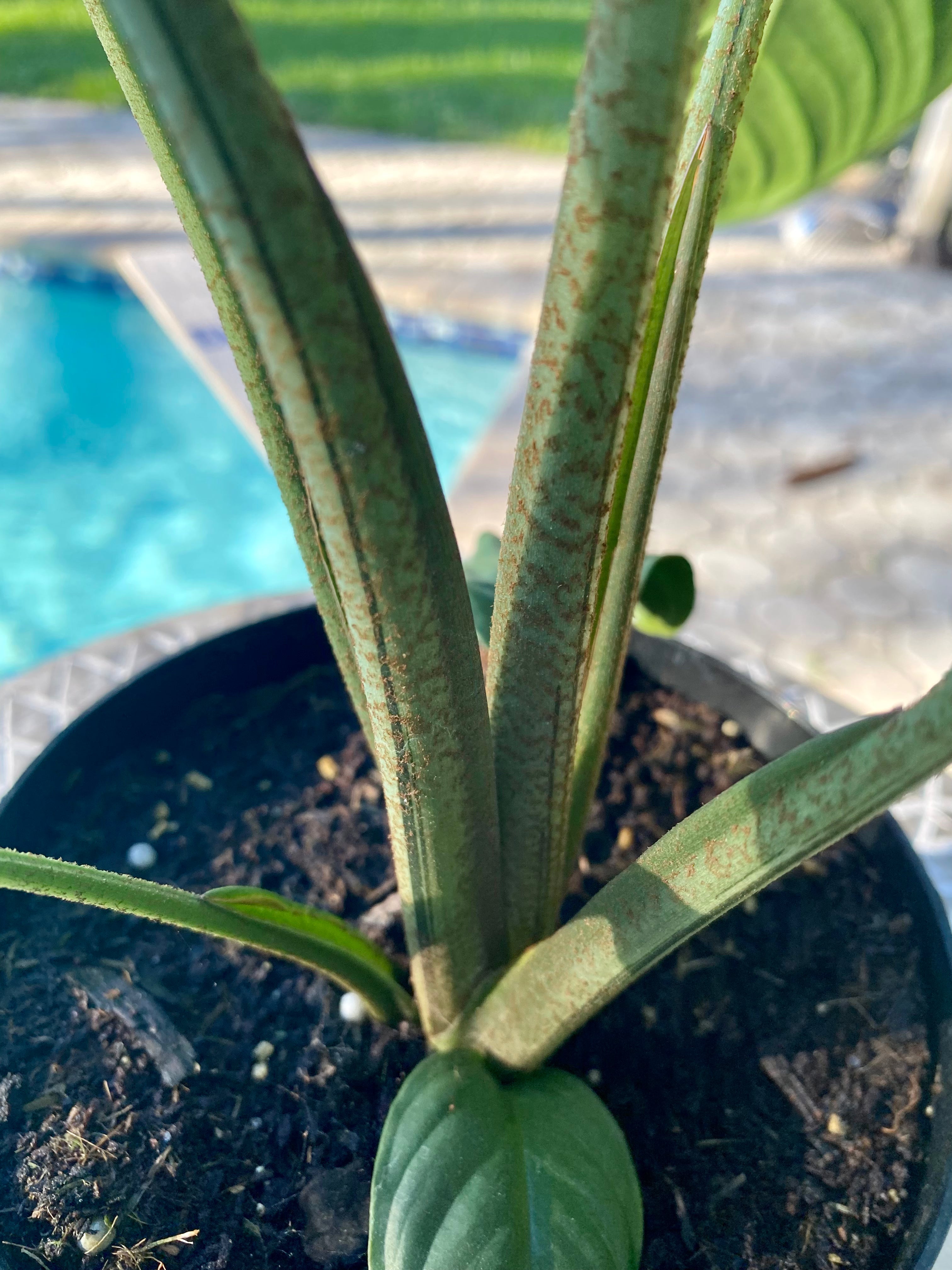 Xanthosoma Lindenii, Caladium Lindenii, 6” pot