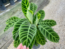 Load image into Gallery viewer, Calathea Zebrina, 8” pot