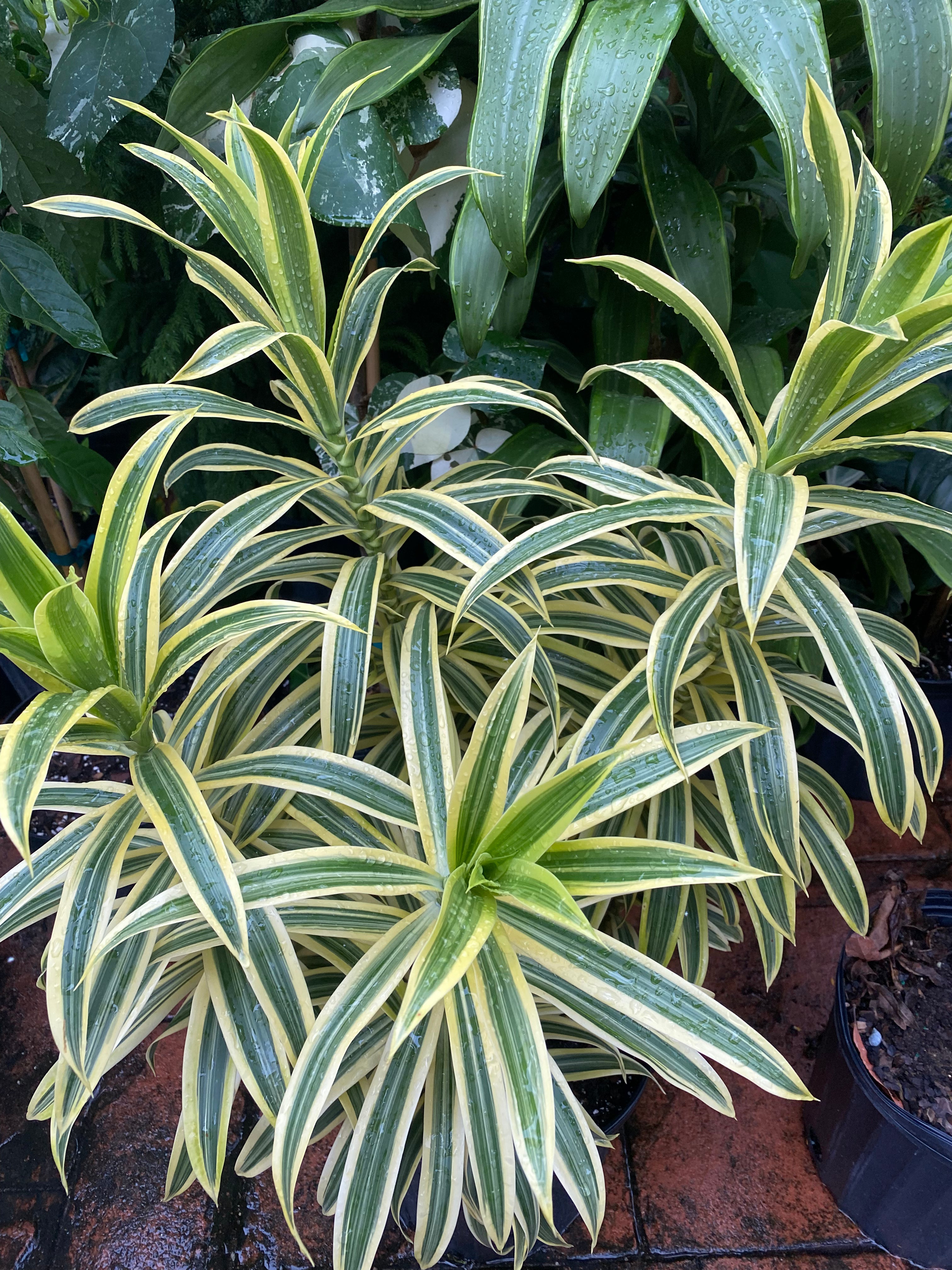 Dracaena Song of India, 8” pot