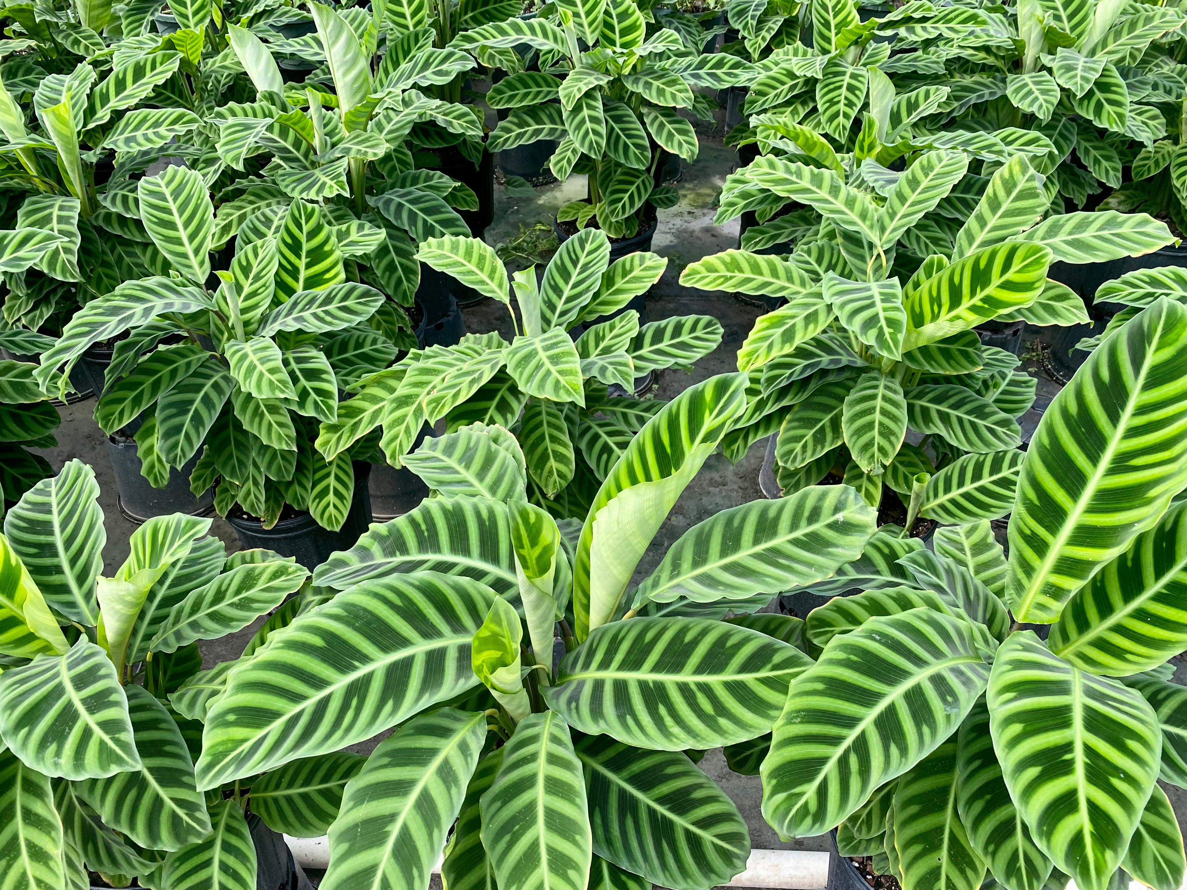 Calathea Zebrina, 8” pot