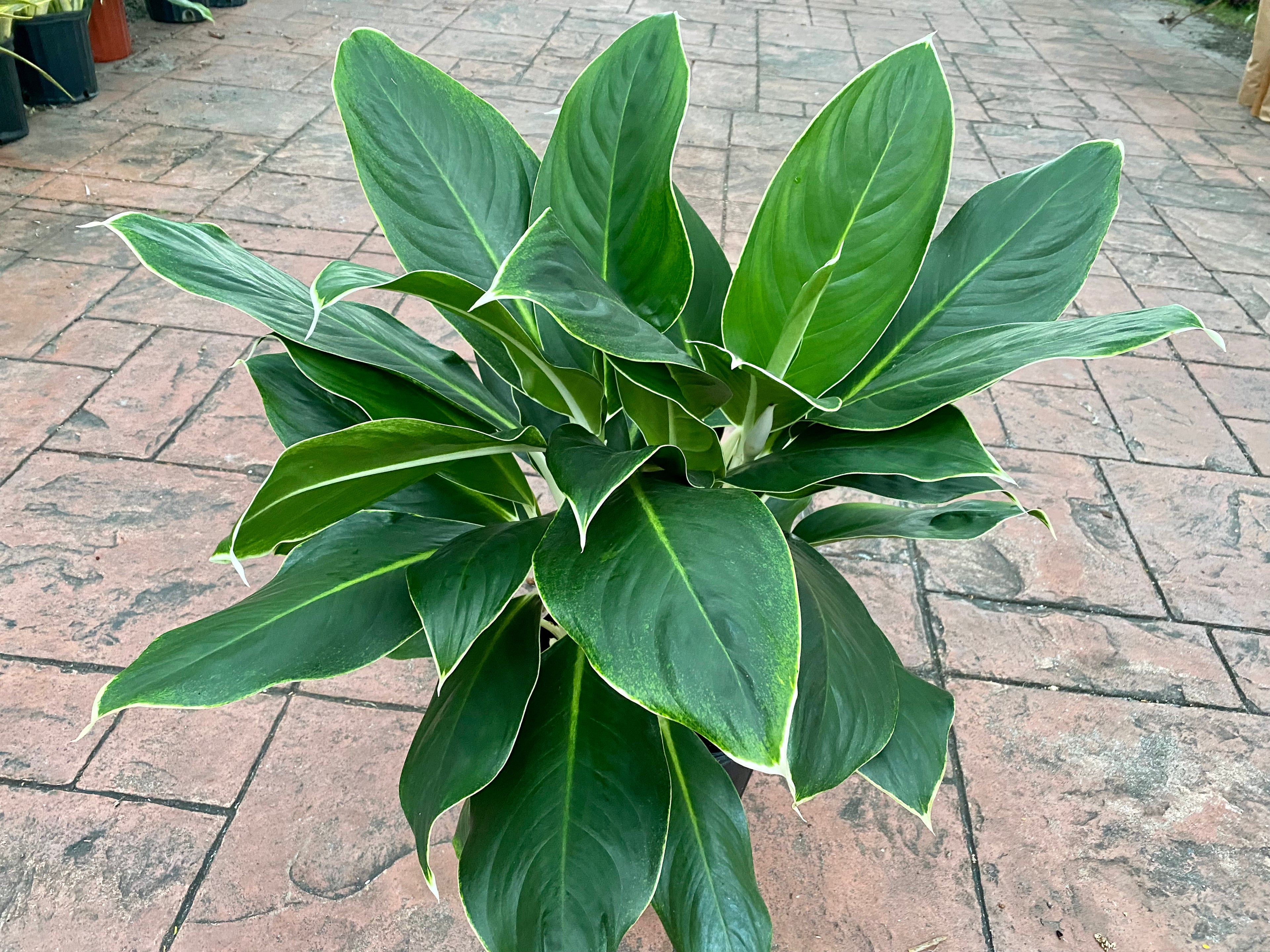Aglaonema White Edge, 10" pot