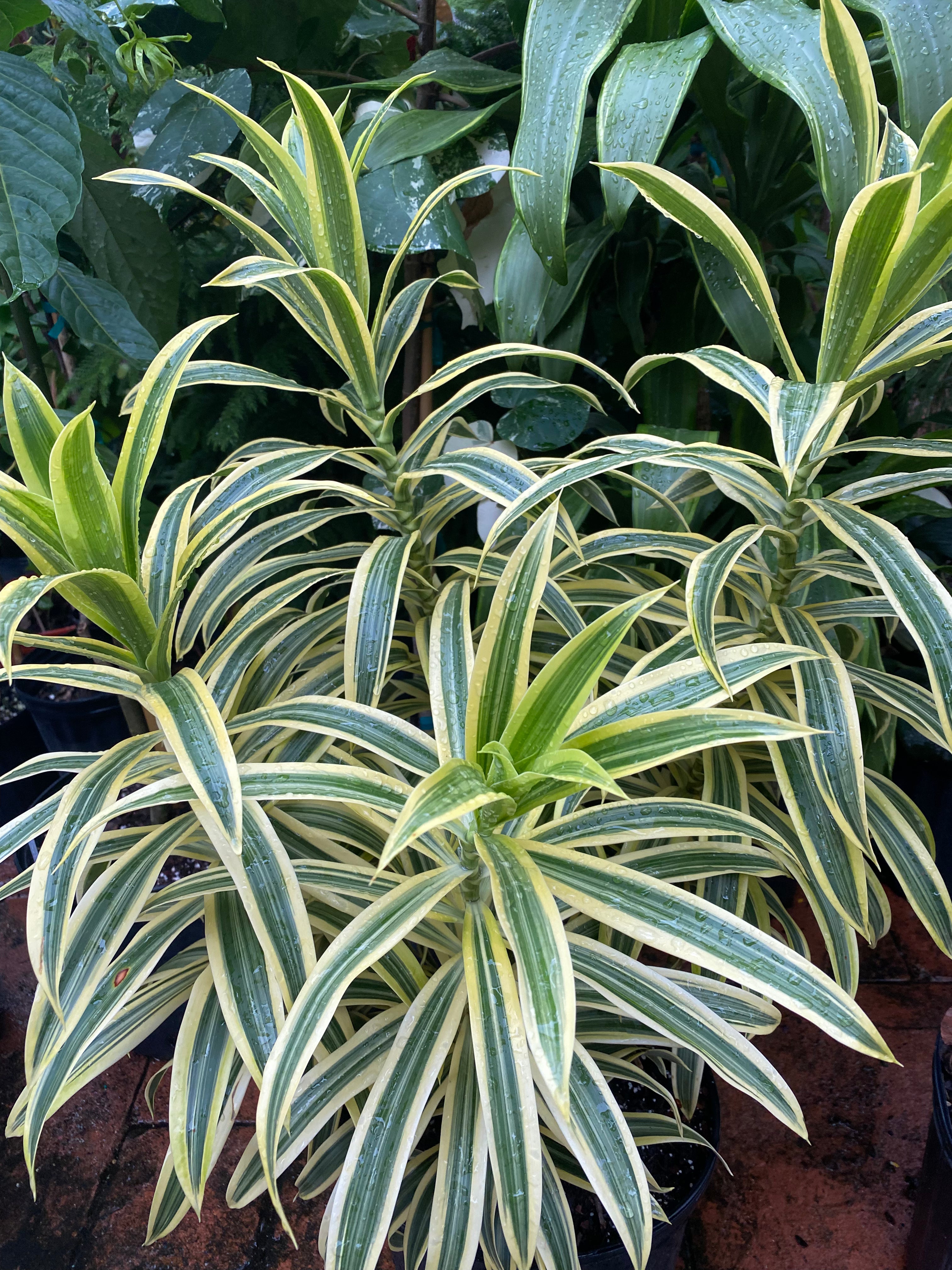 Dracaena Song of India, 8” pot