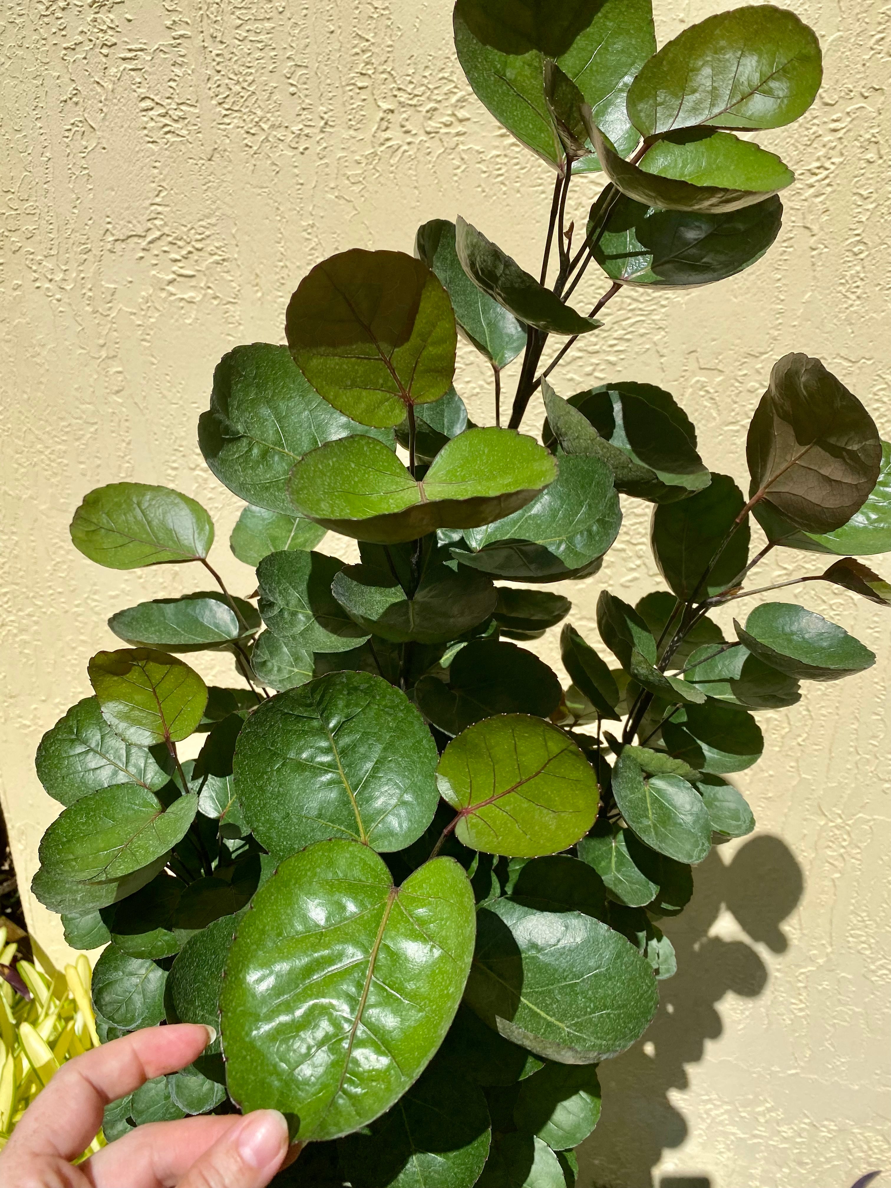 Aralia Fabian, 8” pot