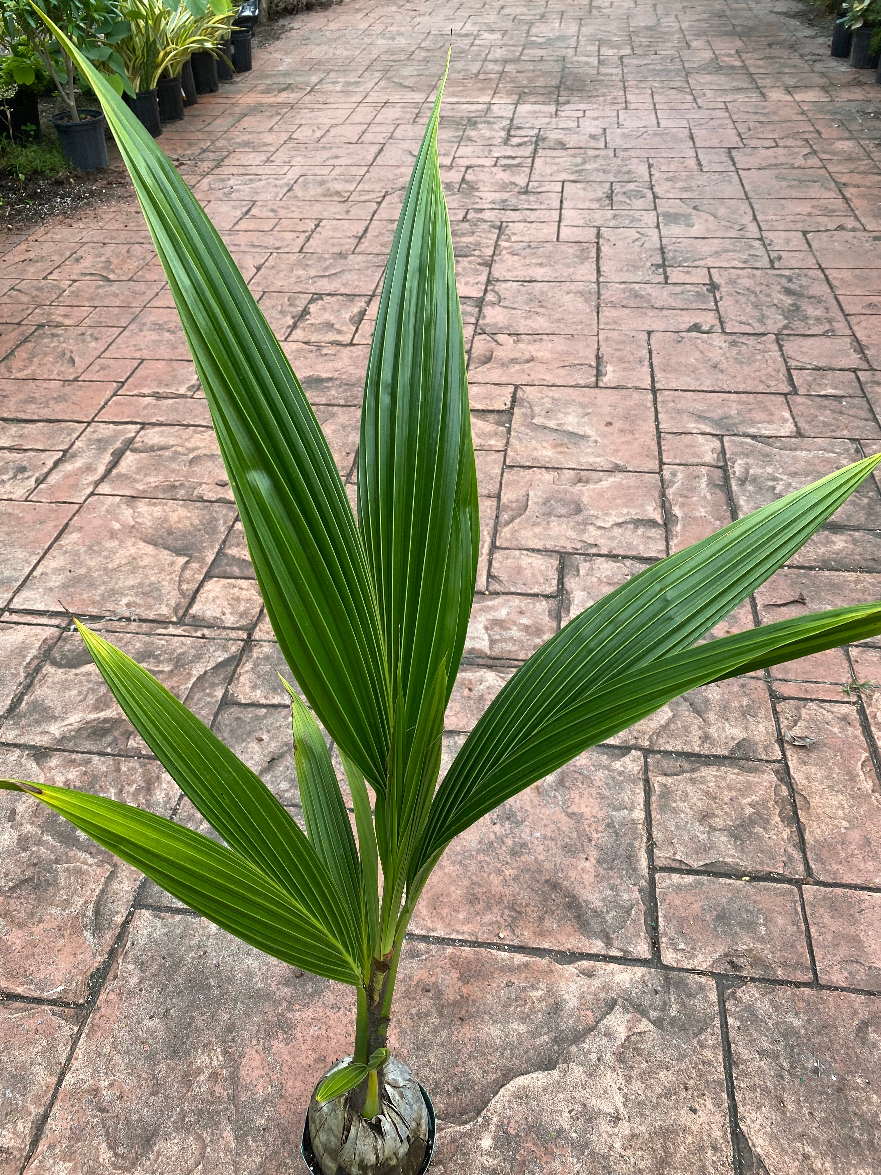 Malayan Coconut palm, 6" pot