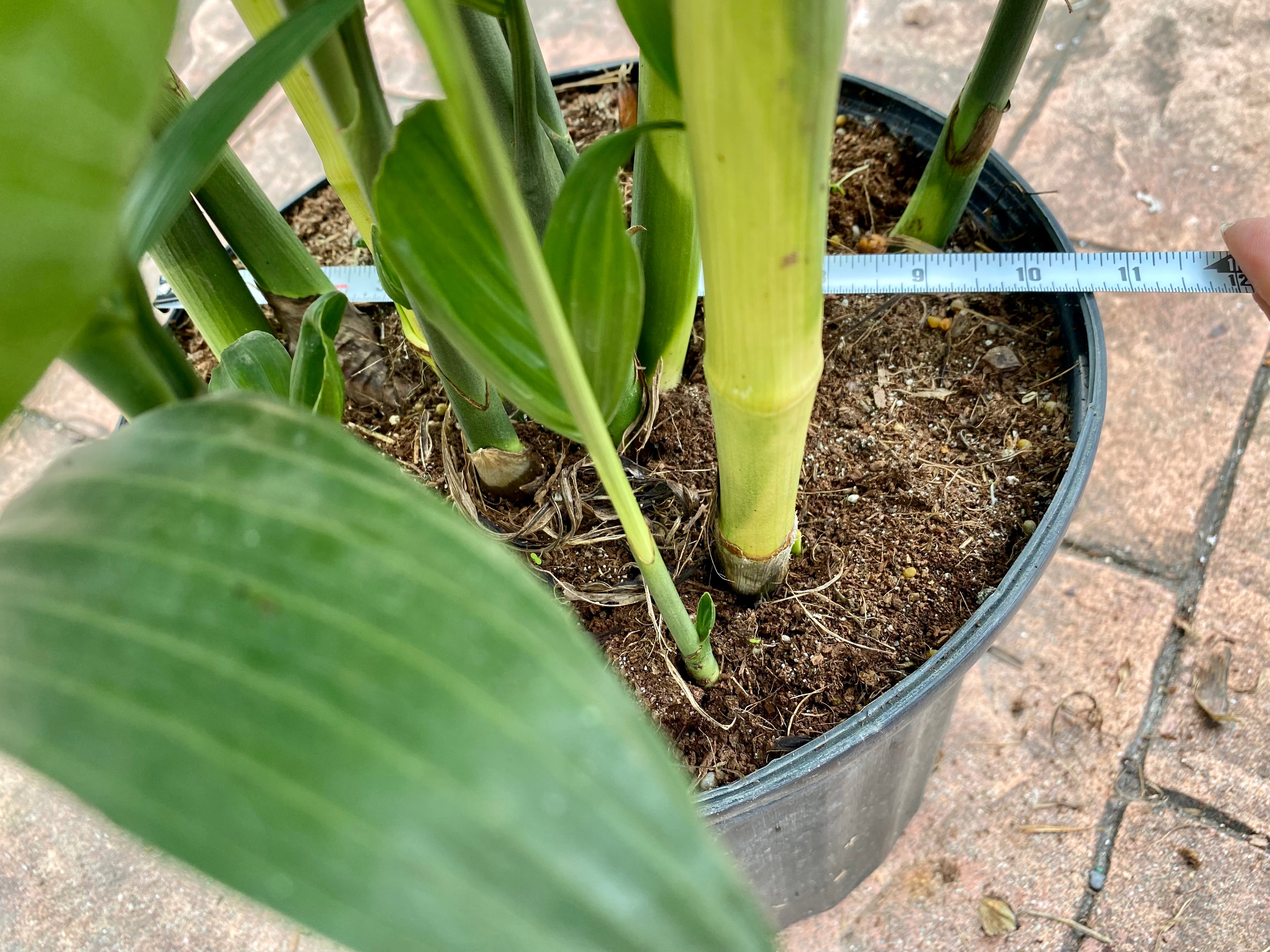 Bamboo palm, Chamaedorea seifrizii, 10” pot