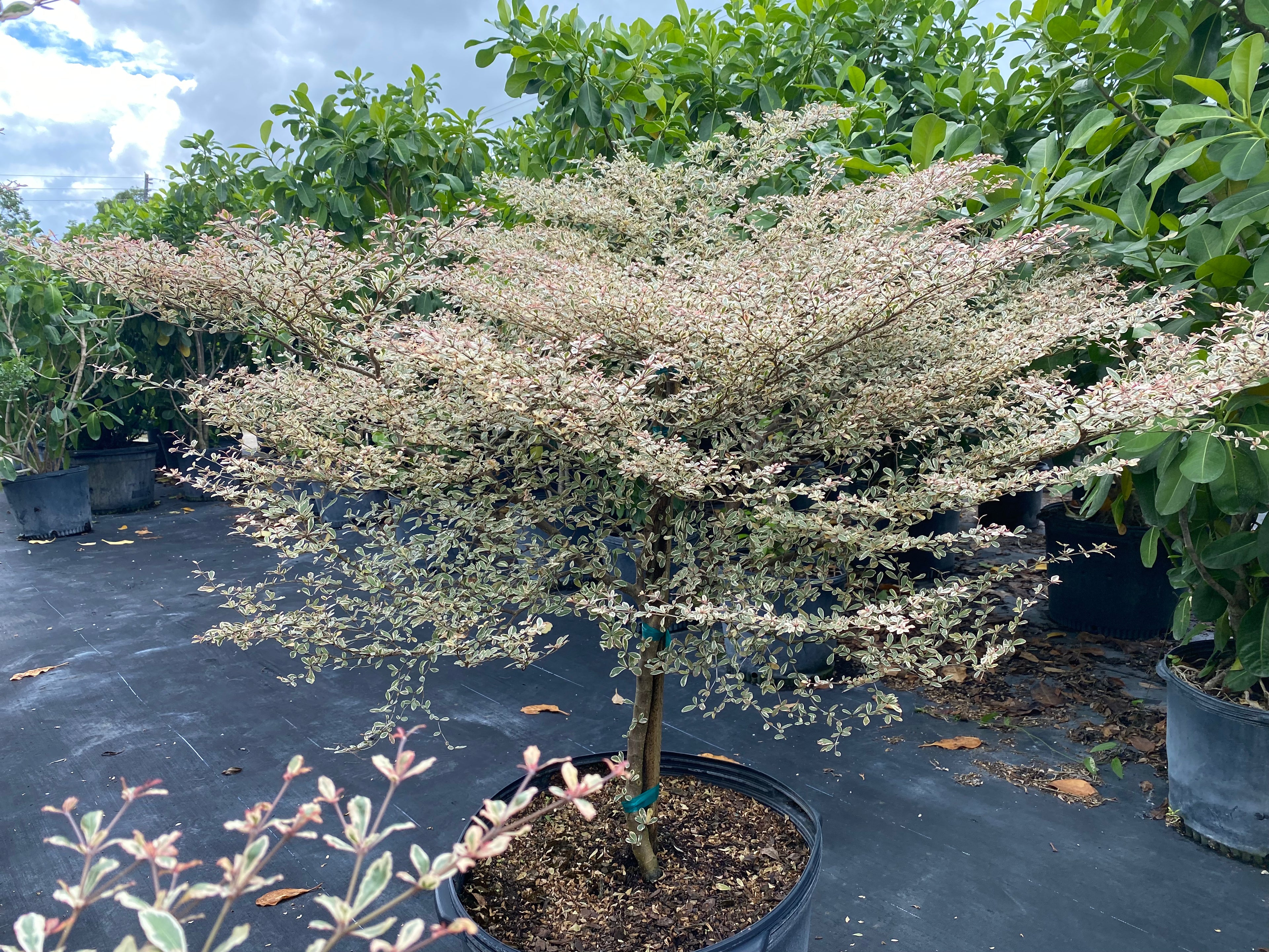 Variegated Terminalia Ivorensis, 25 G ONLY available in South Florida Delivery or Pick-Up