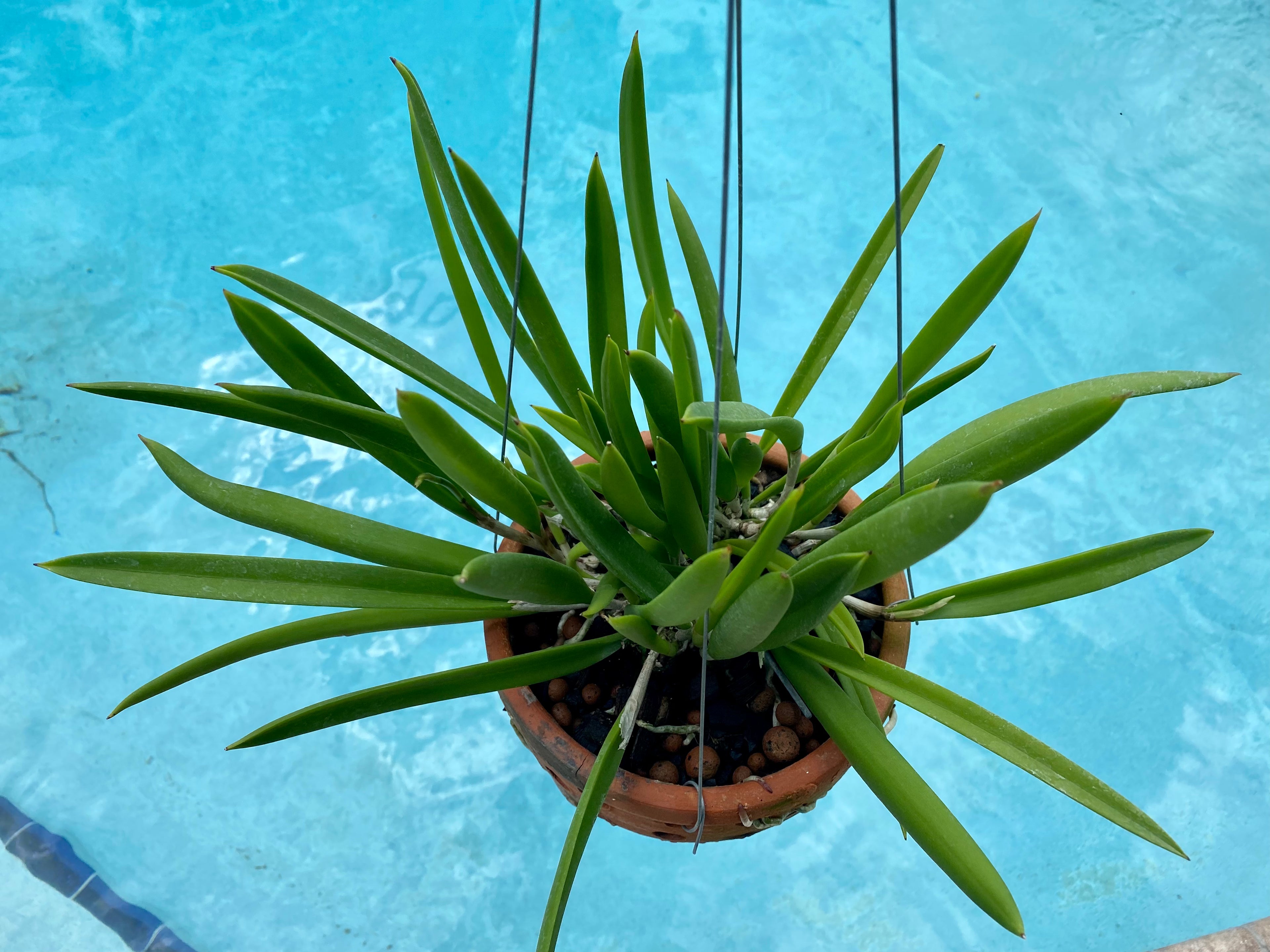 Brassavola nodosa in Thai orchid pot w/ hanger