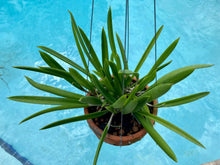 Load image into Gallery viewer, Brassavola nodosa in Thai orchid pot w/ hanger