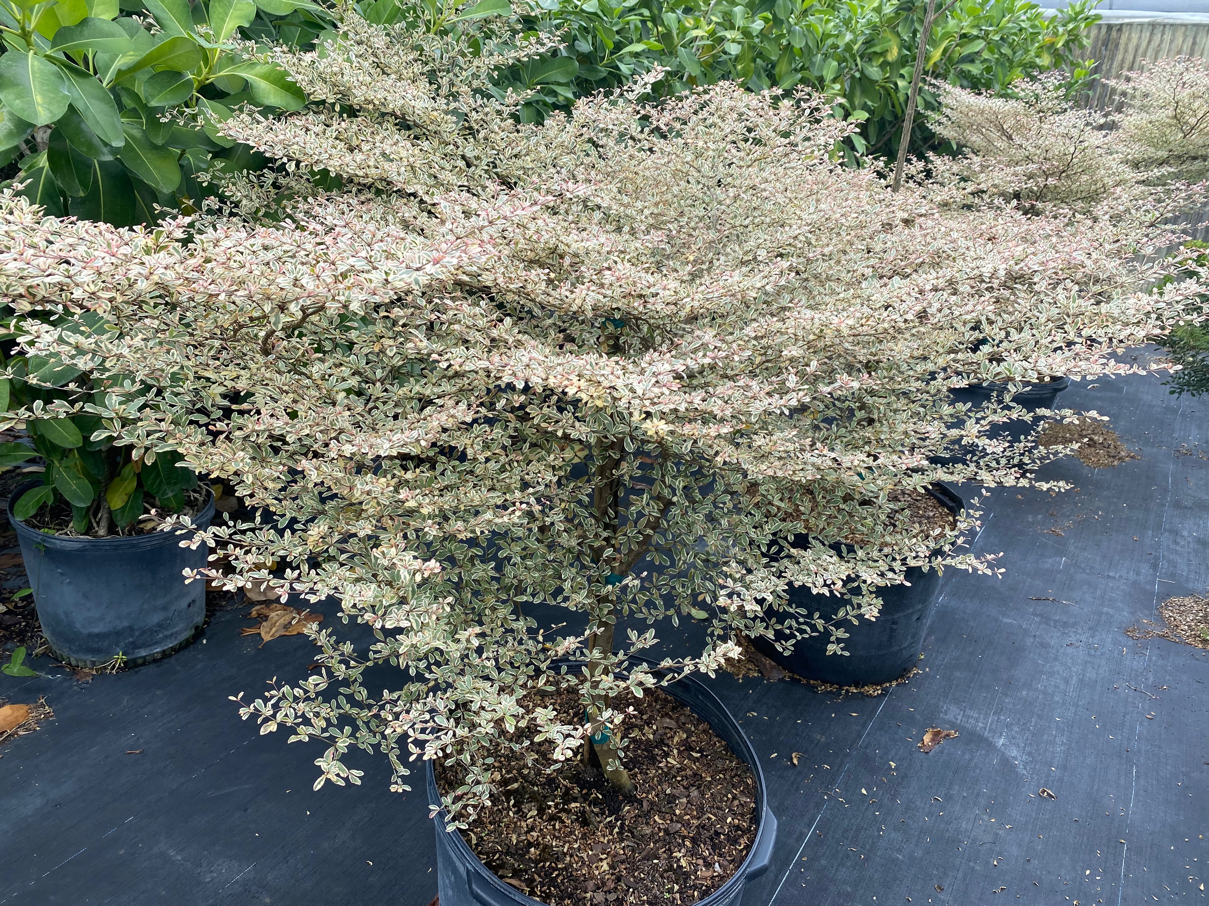 Variegated Terminalia Ivorensis, 25 G ONLY available in South Florida Delivery or Pick-Up