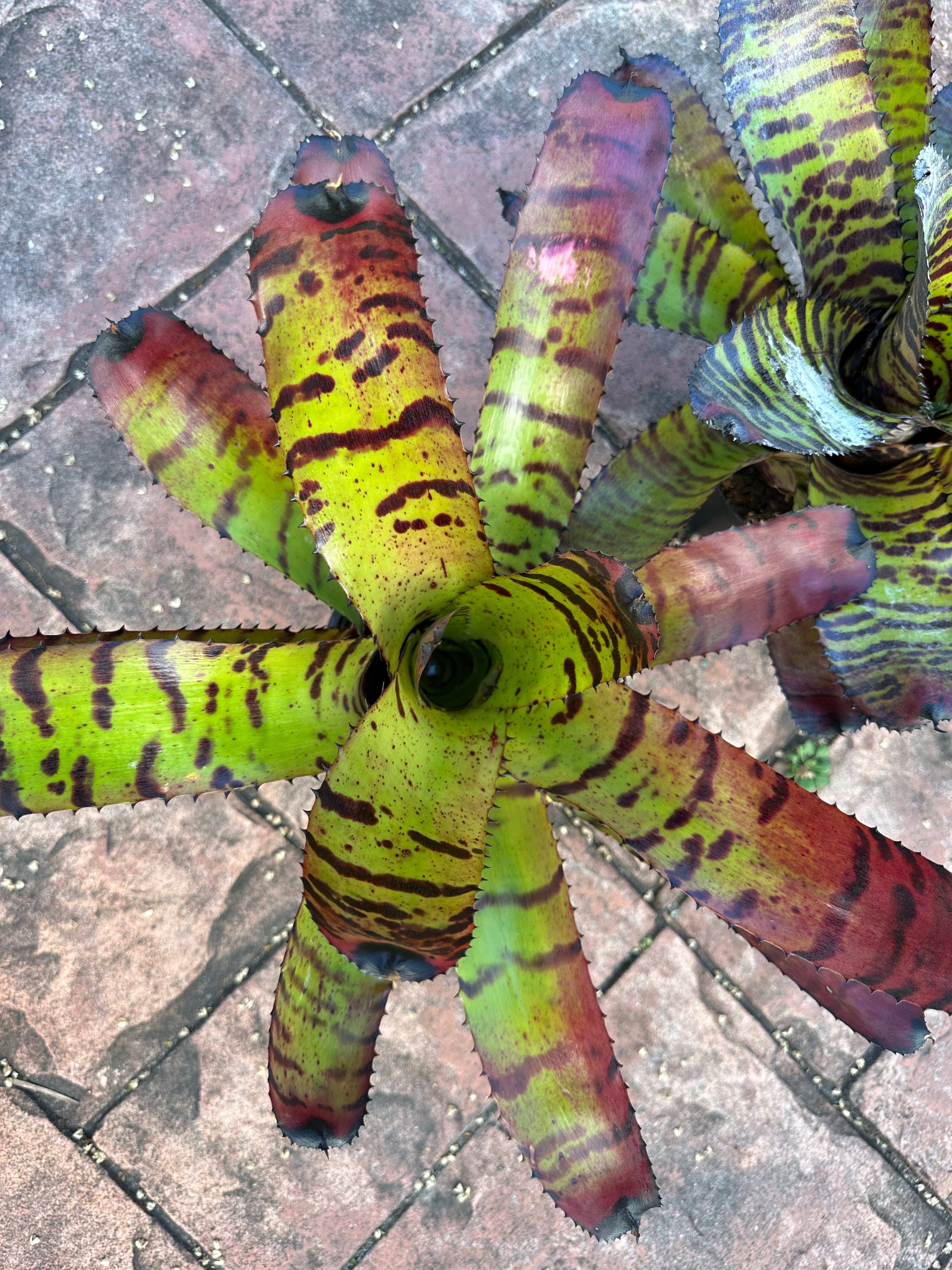 Neoregelia Tiger, 6” pot