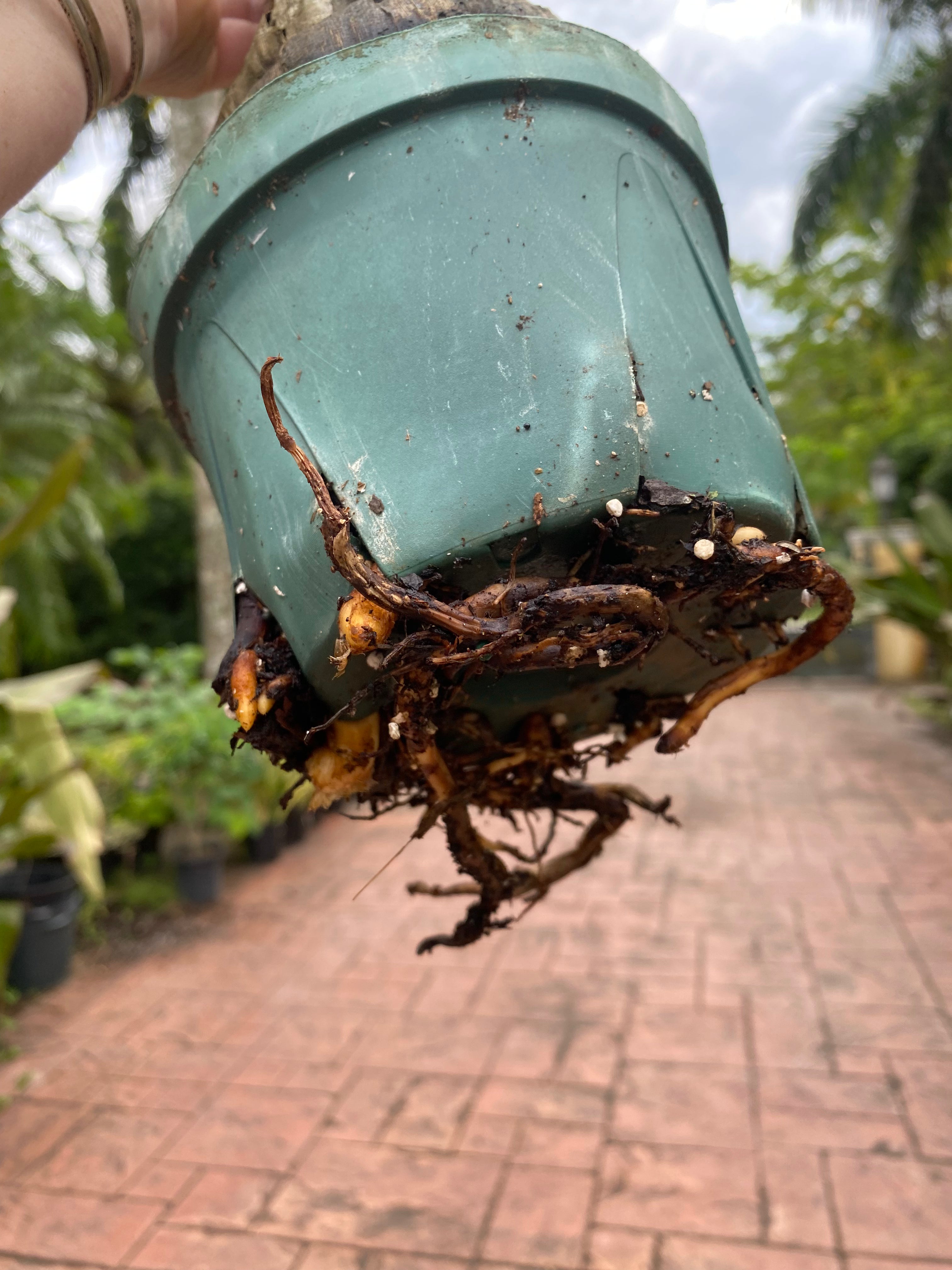 Malayan Coconut palm, 6" pot