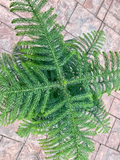 Norfolk Island pine, 10” pot
