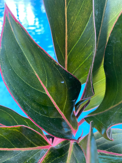Aglaonema Pink Diamond, 5" pot
