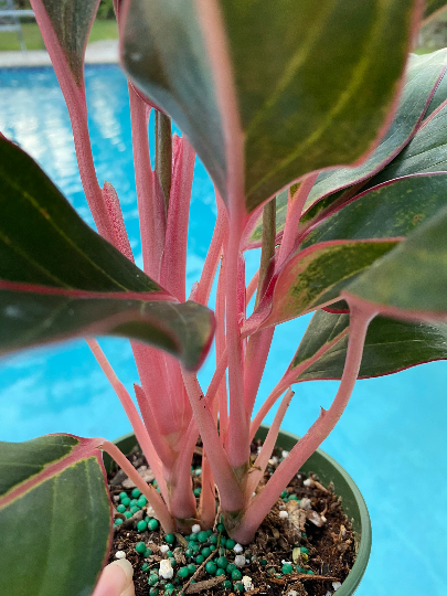 Aglaonema Pink Diamond, 5" pot