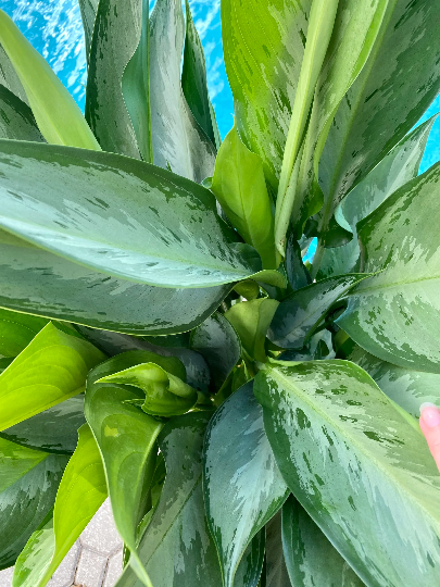 aglaonema silverado care Aglaonema Silverado, 10" pot